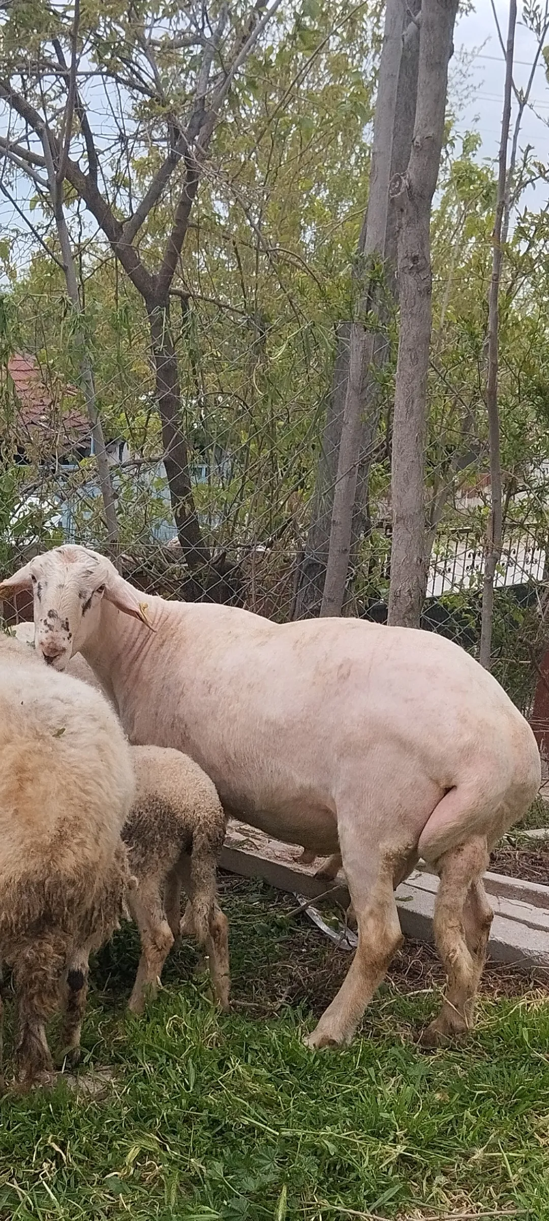 KURBANLIK KOÇ KOYUN KUZU