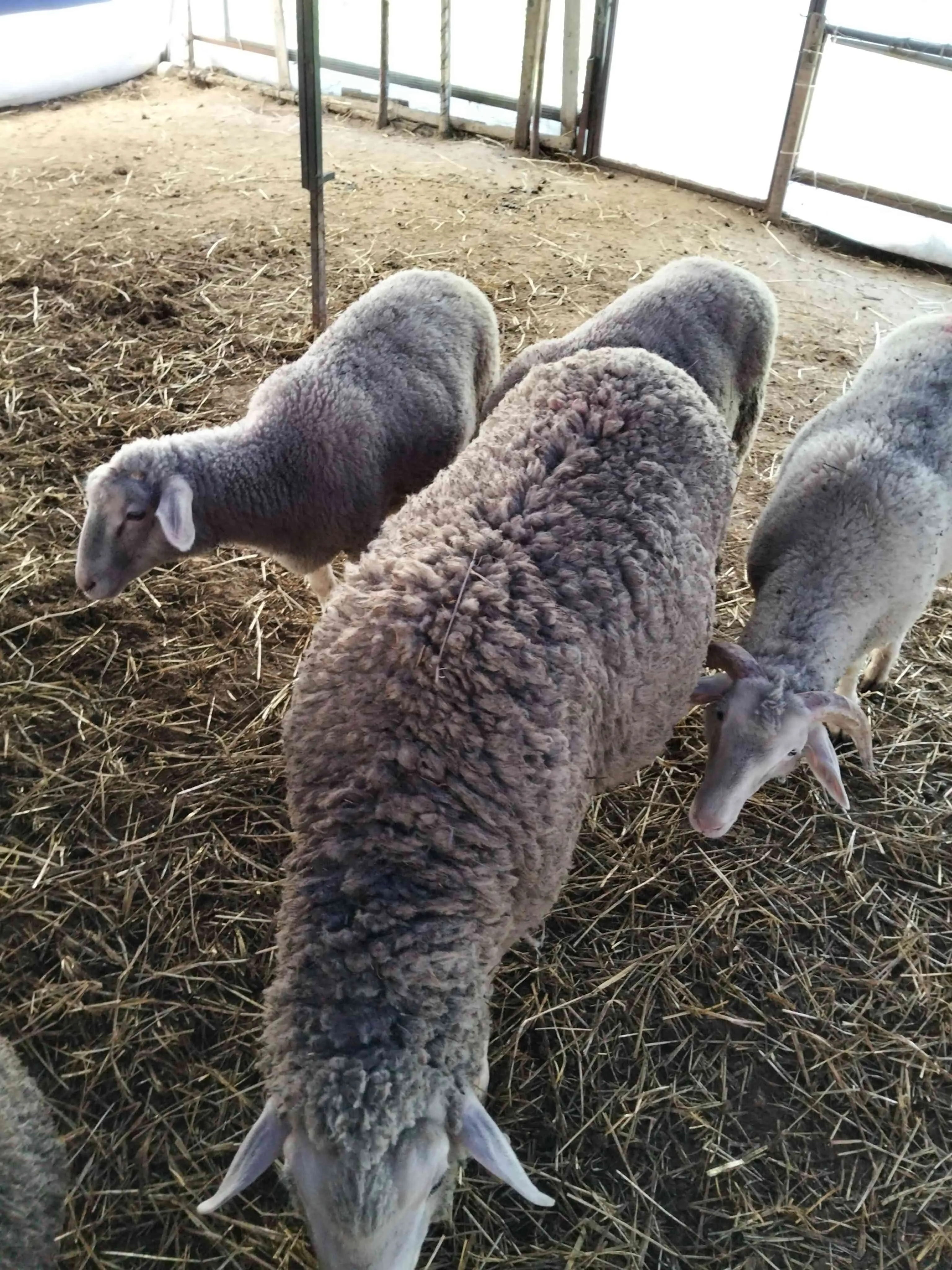 Kurbanlık