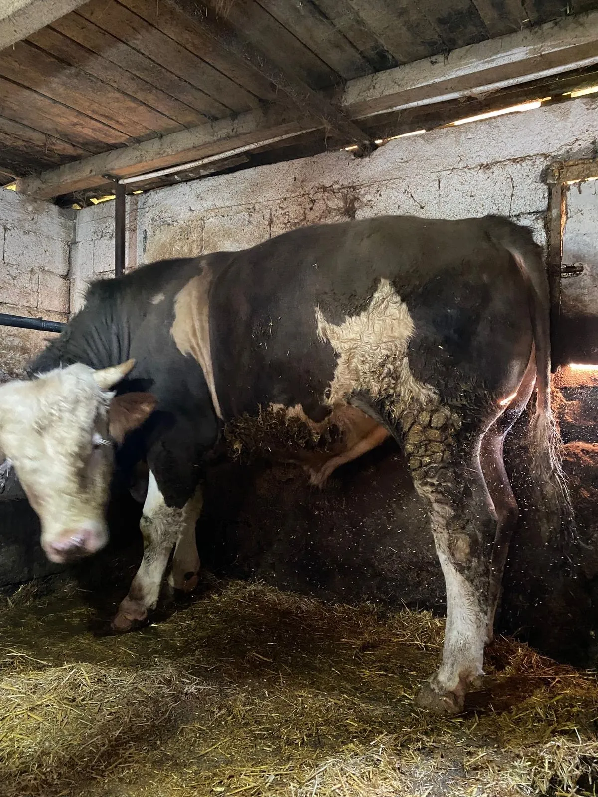 KURBANLIK CANLI 700 KG ÜZERİNDE