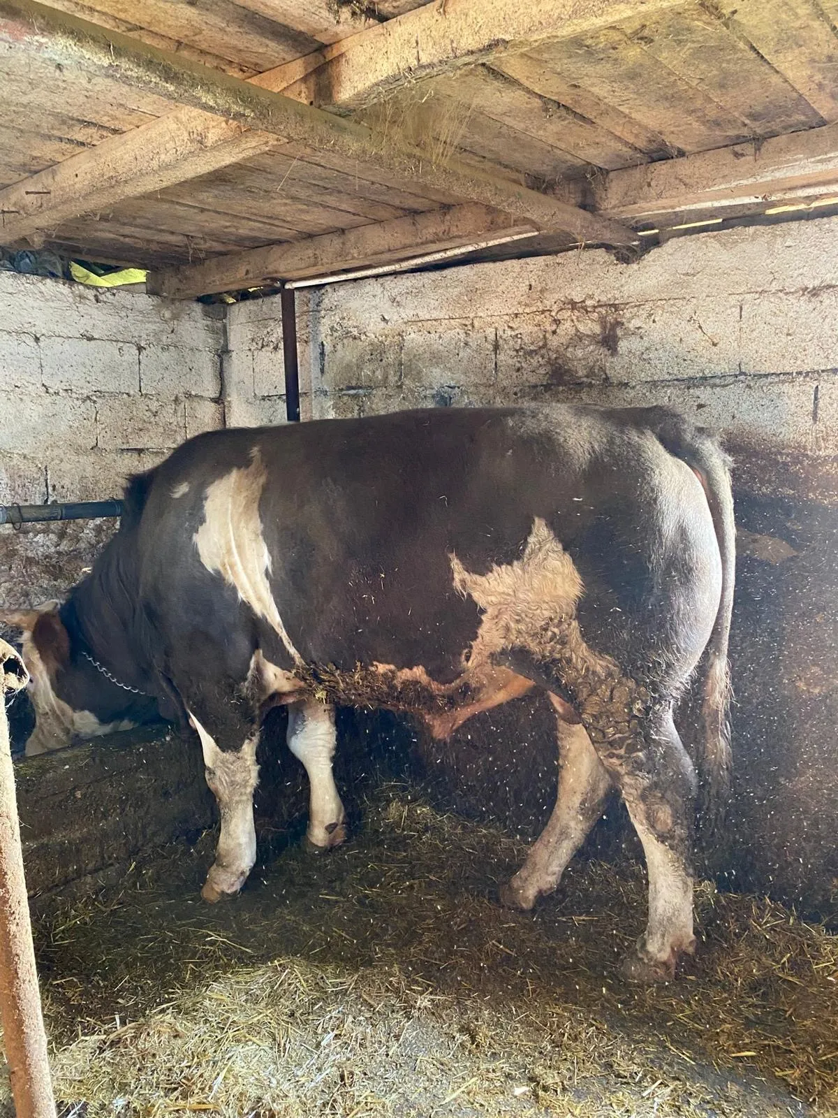 KURBANLIK CANLI 700 KG ÜZERİNDE