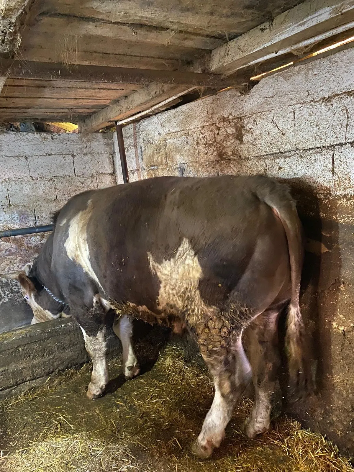 KURBANLIK CANLI 700 KG ÜZERİNDE