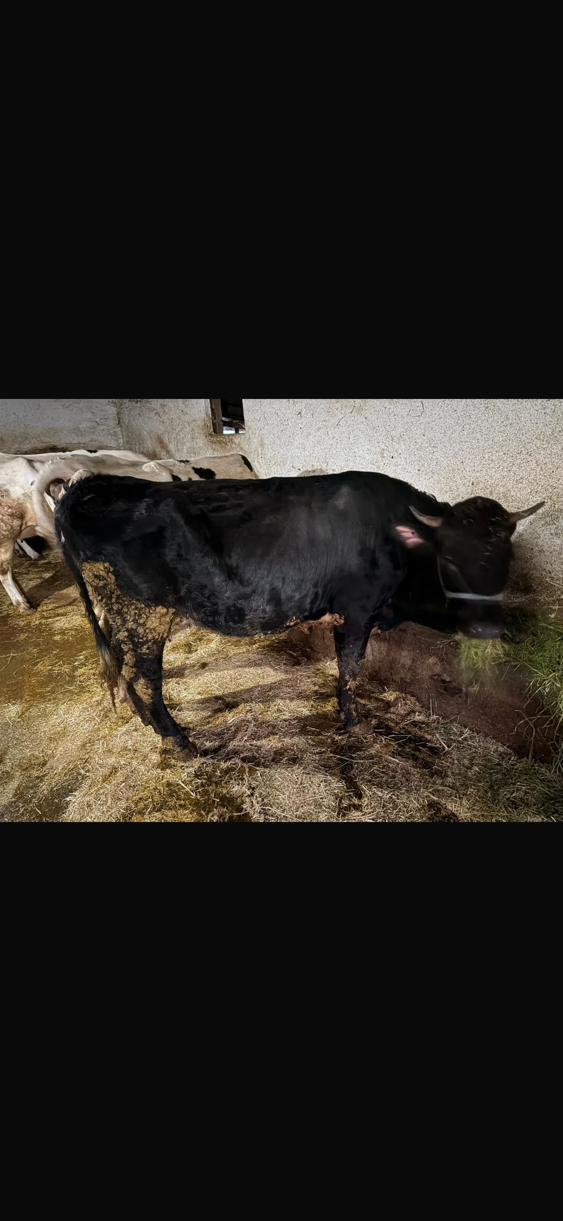 2 adet 2.5 yaşında inek