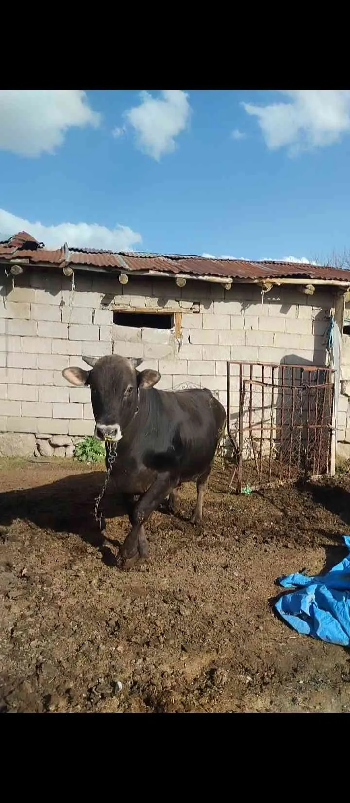 250 300 kilo danalar mevcut