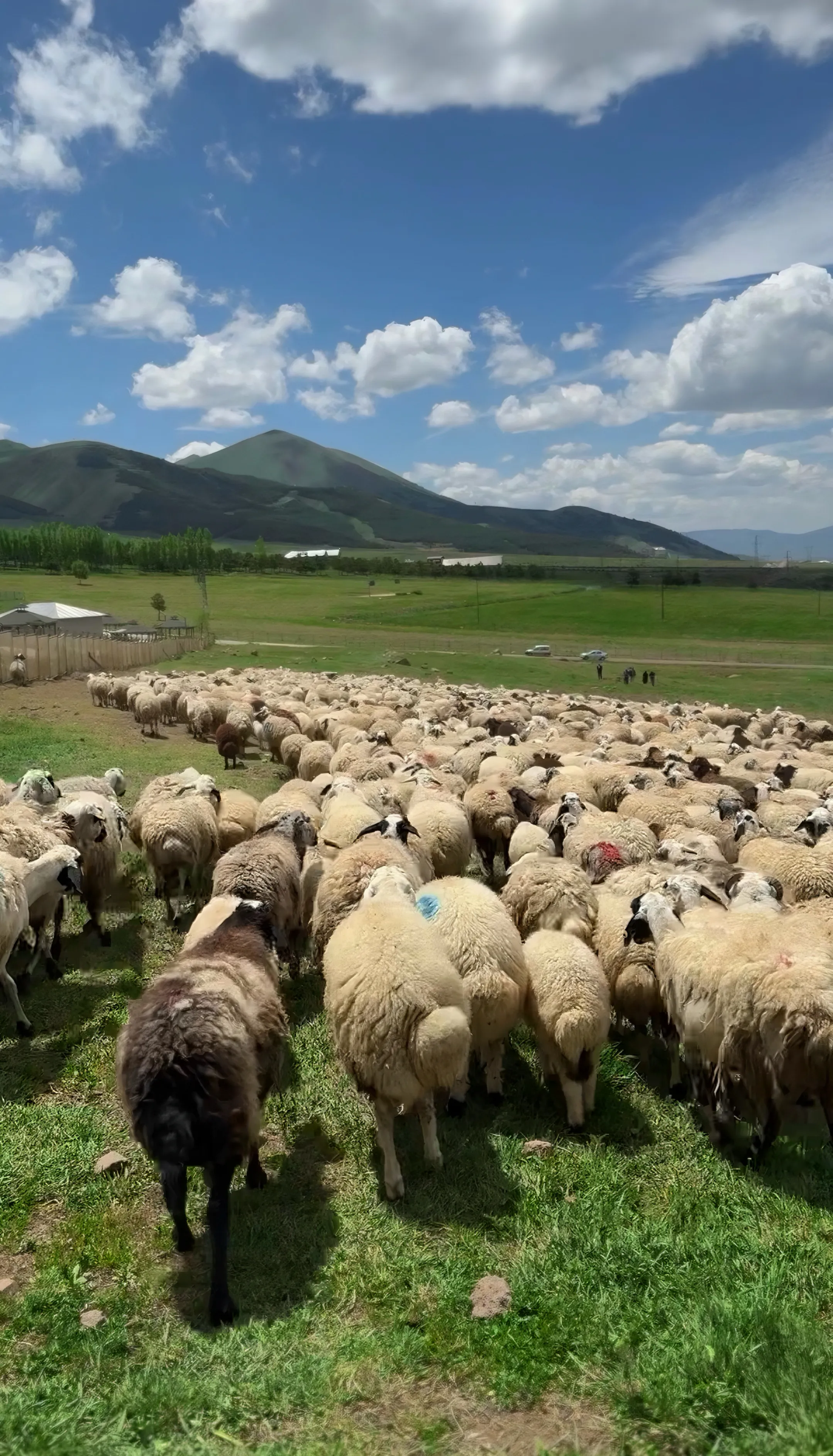 Kücükbaş Kurbanlık Bulunur Bakımı ve kesimi ücretsizdir