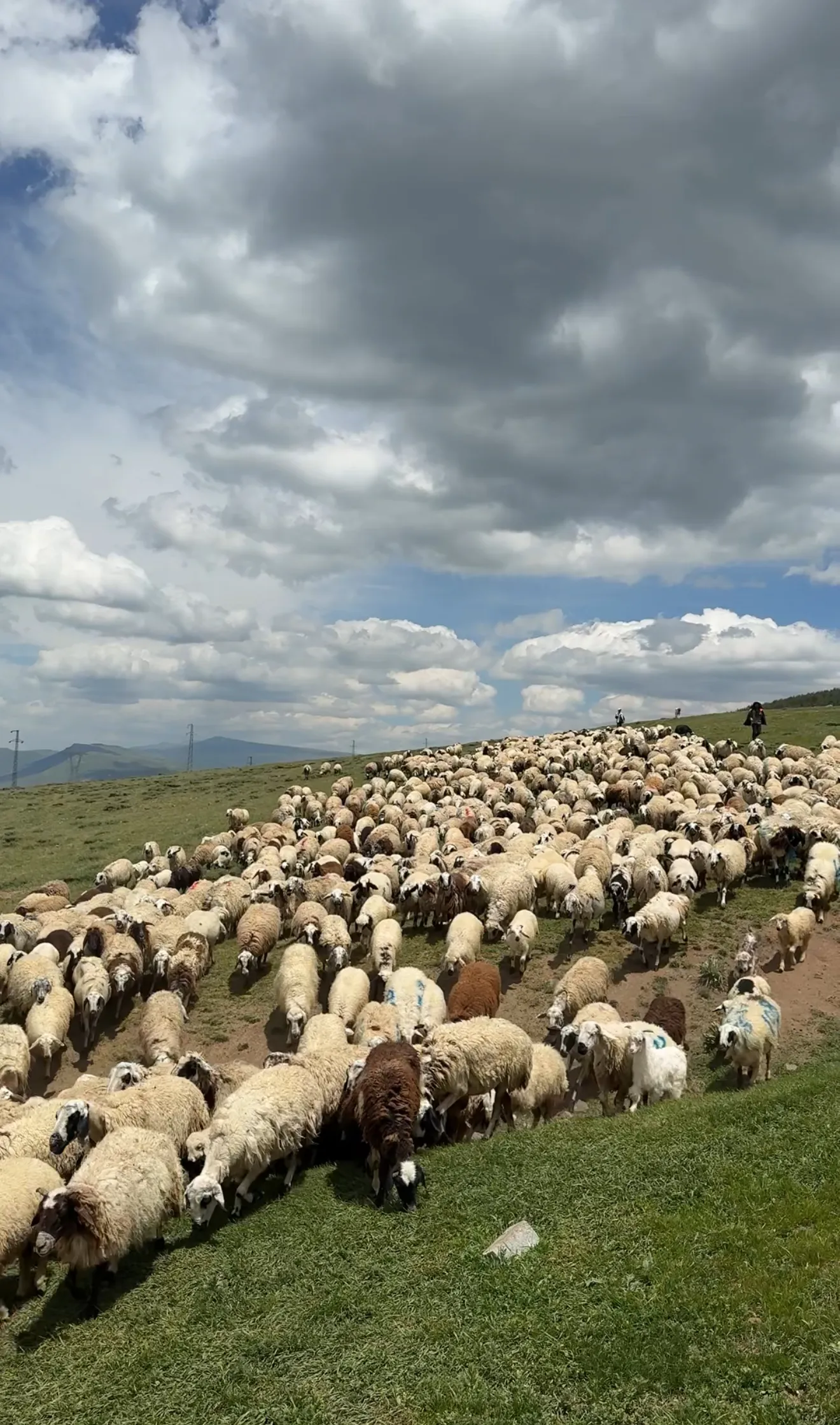 Kücükbaş Kurbanlık Bulunur Bakımı ve kesimi ücretsizdir