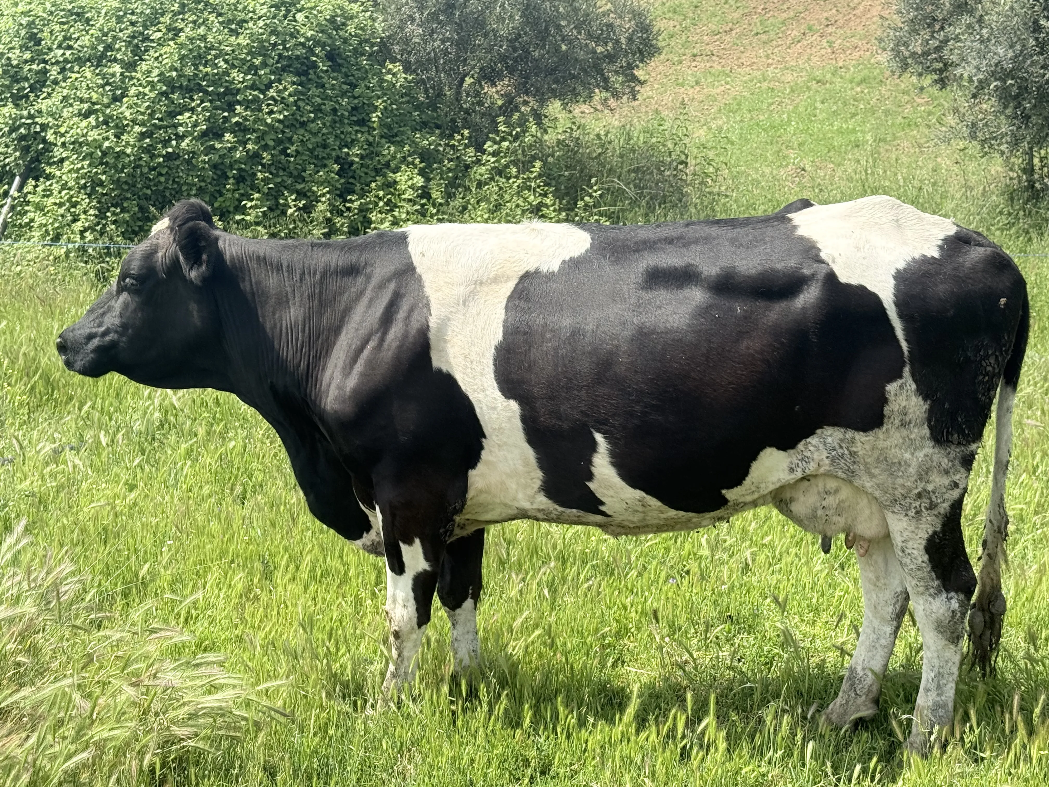 Kurbanlık inek