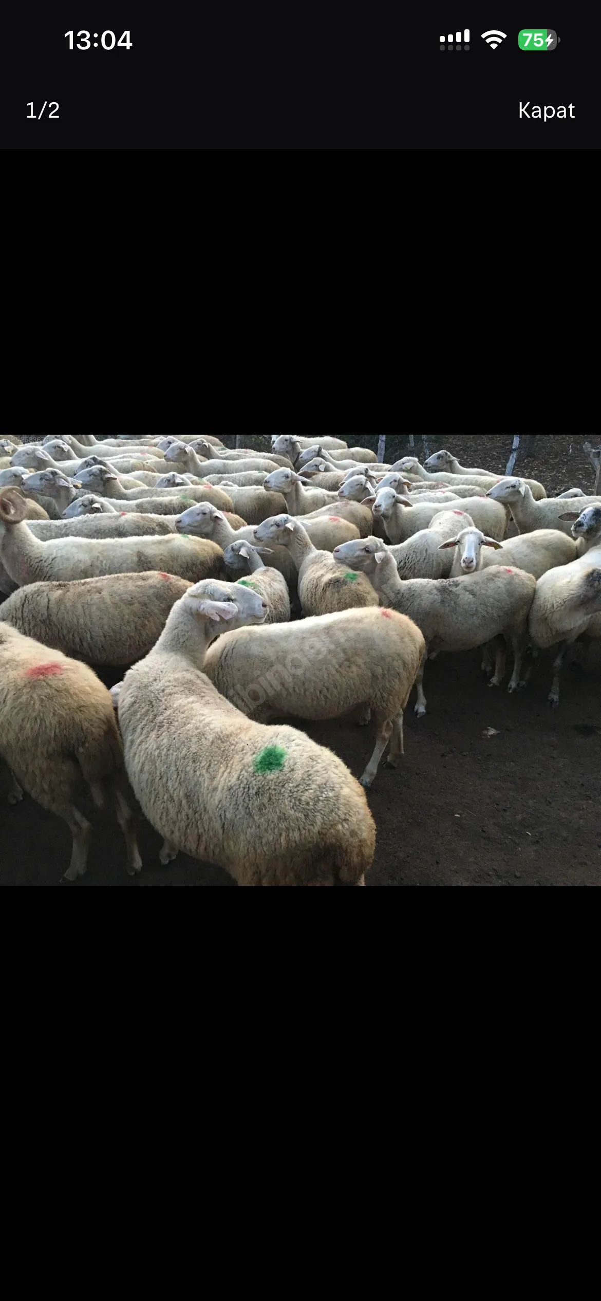 Merinos kıvırcık koyun