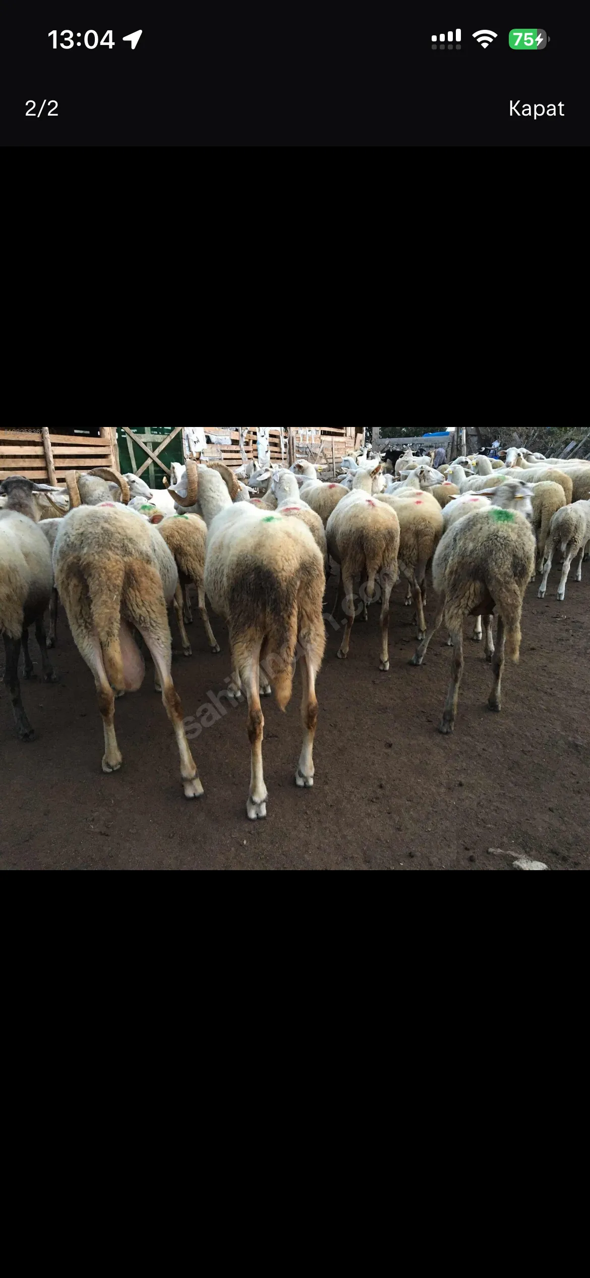 Merinos kıvırcık koyun