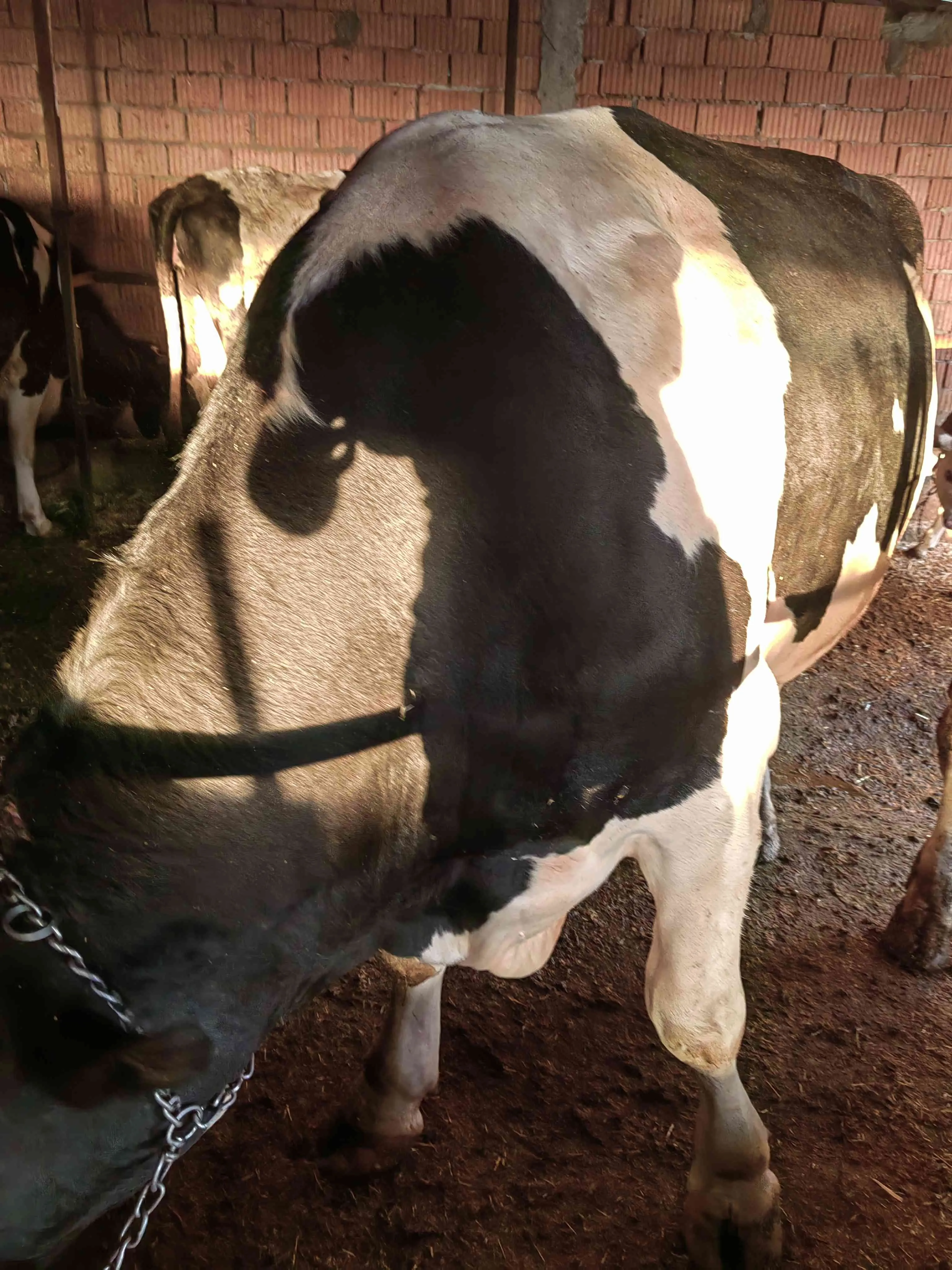 2 yaşında kurbanlık dana