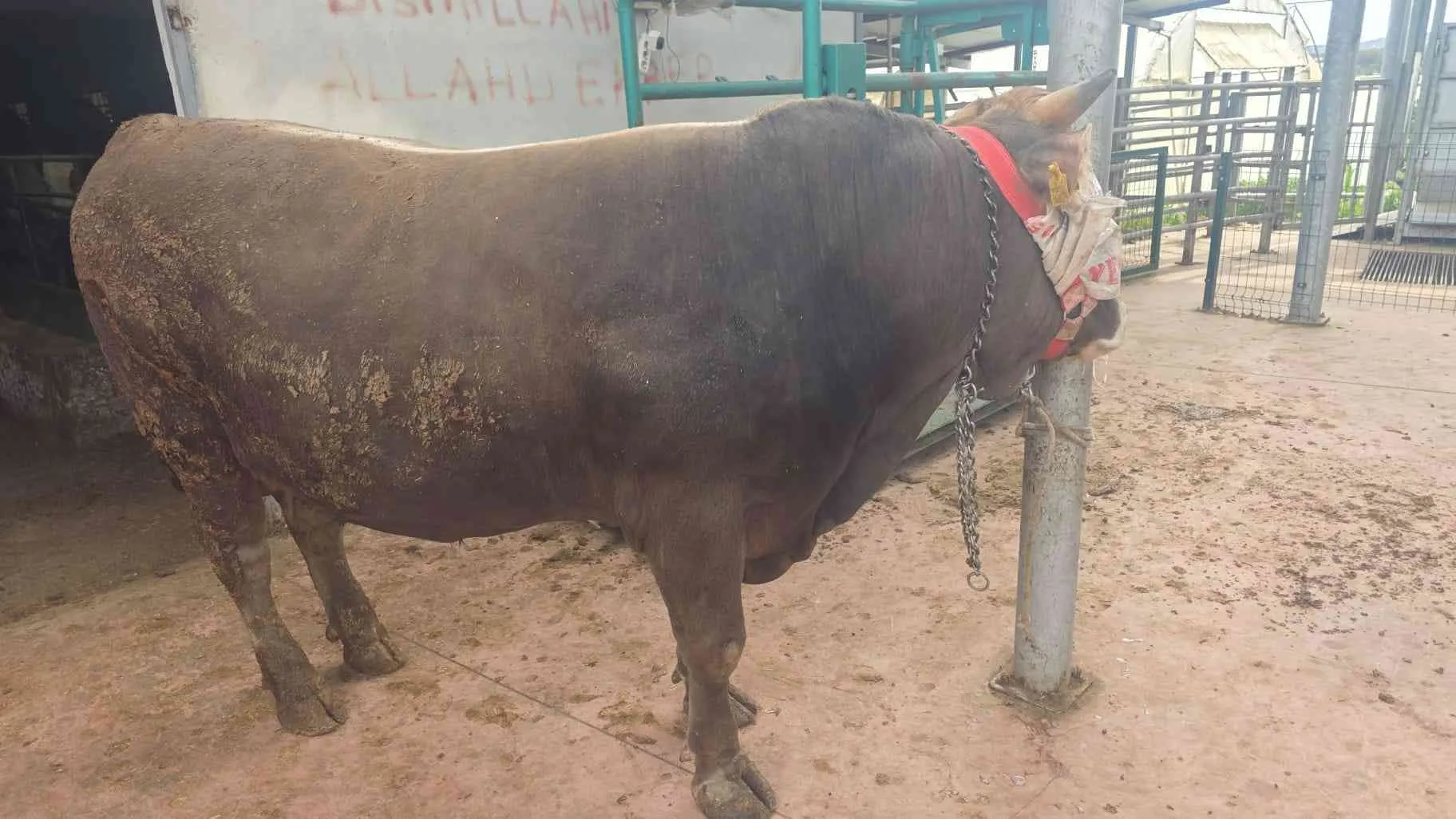 55/60kilo hissemiz kesim pay bize aittir