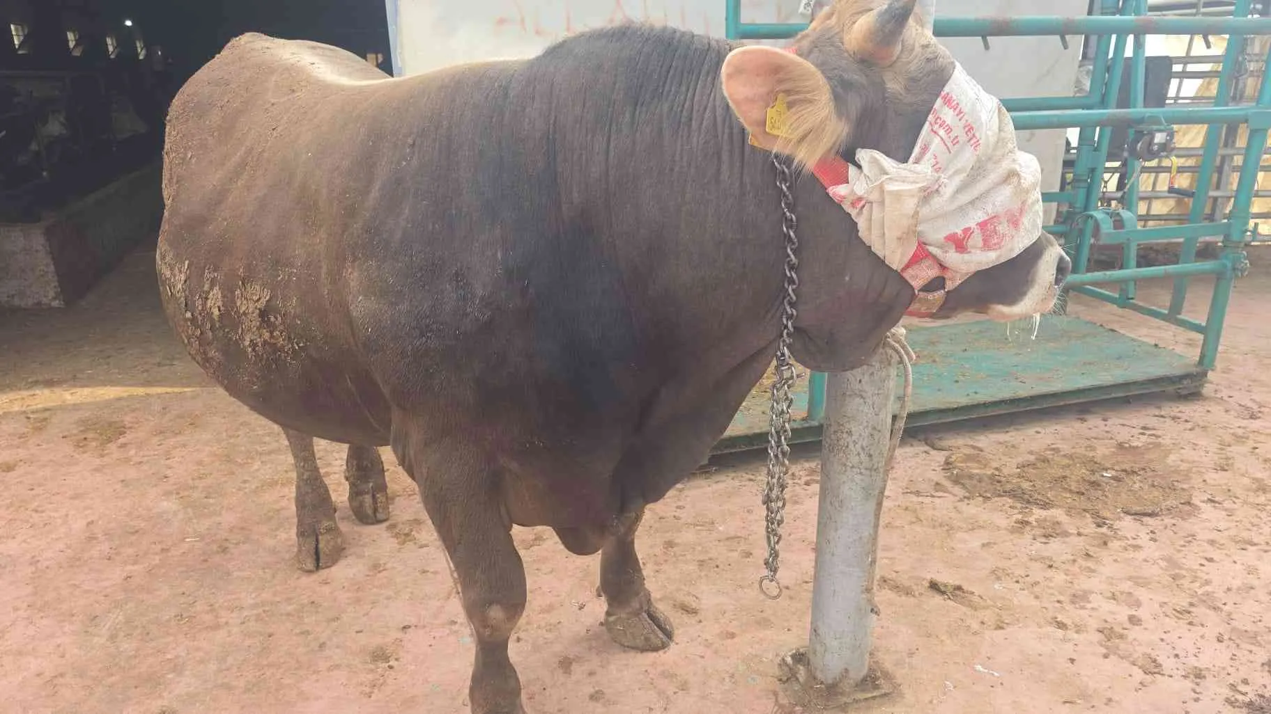 55/60kilo hissemiz kesim pay bize aittir