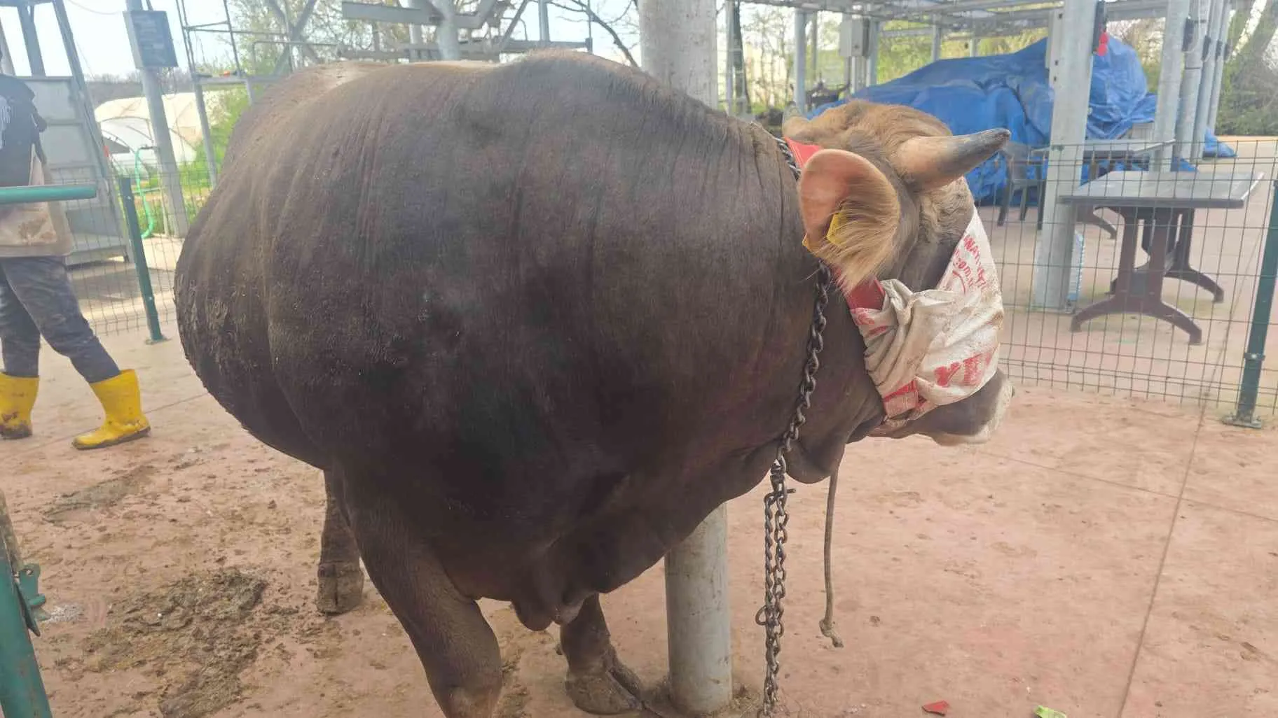 55/60kilo hissemiz kesim pay bize aittir