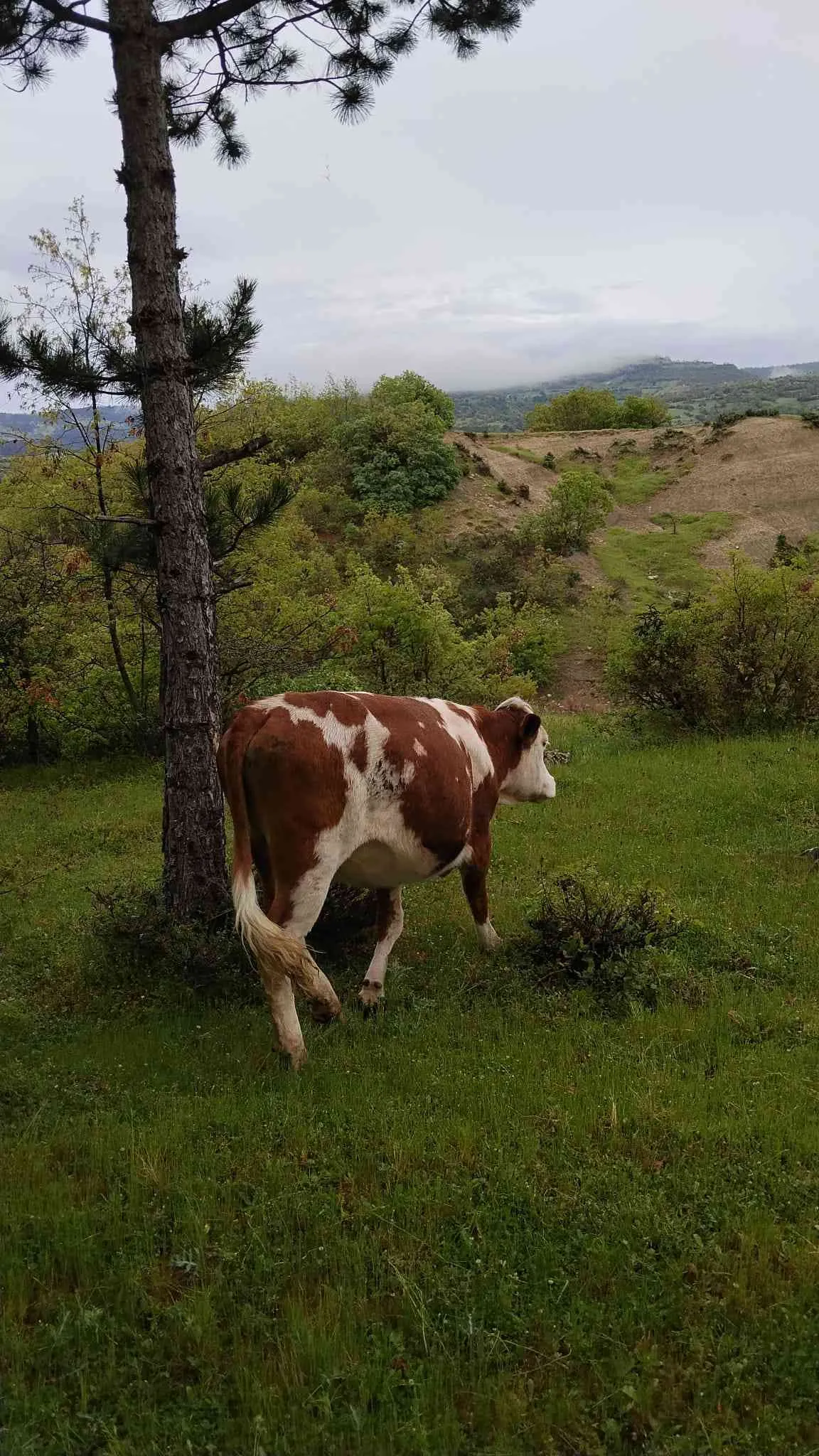 Kurbanlık Ham Düveler