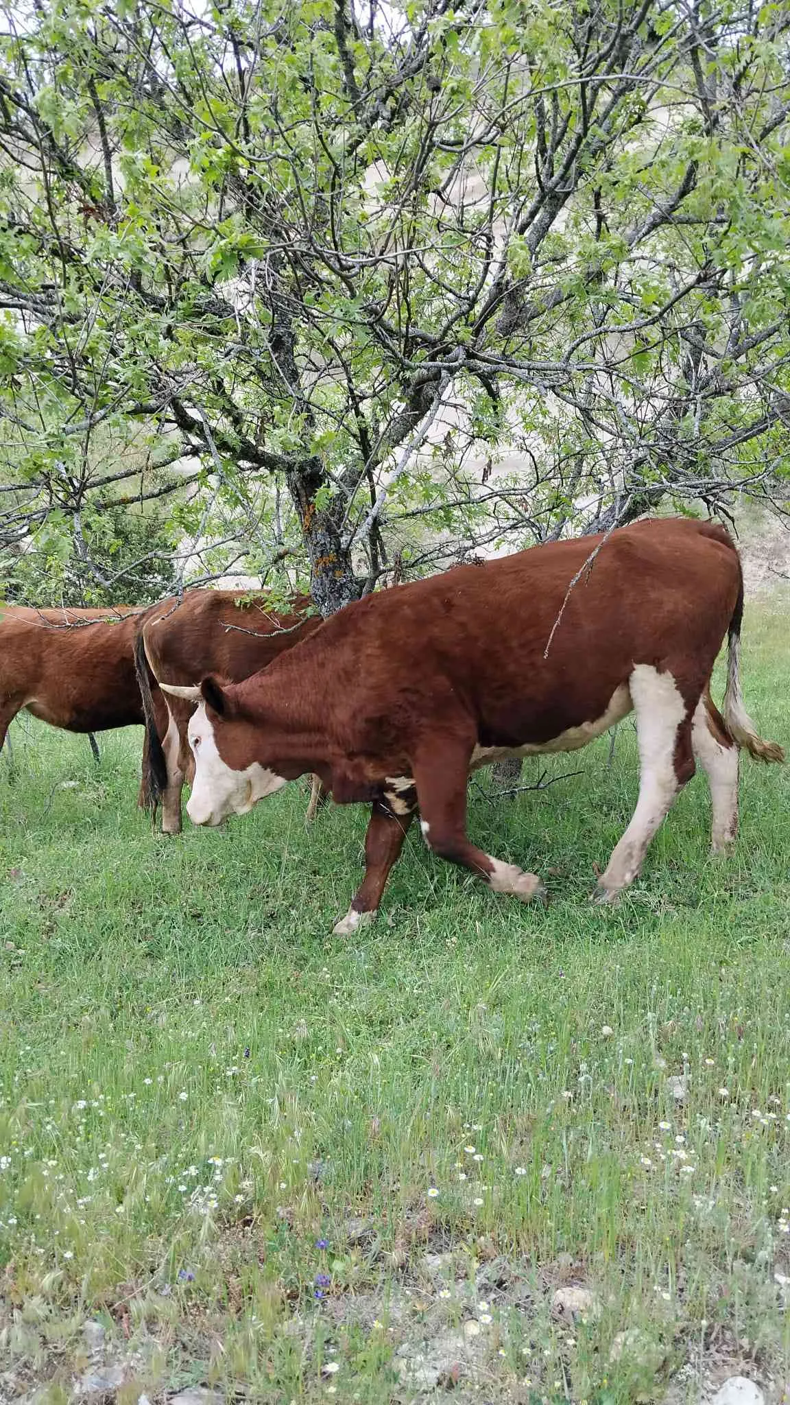 Kurbanlık Ham Düveler