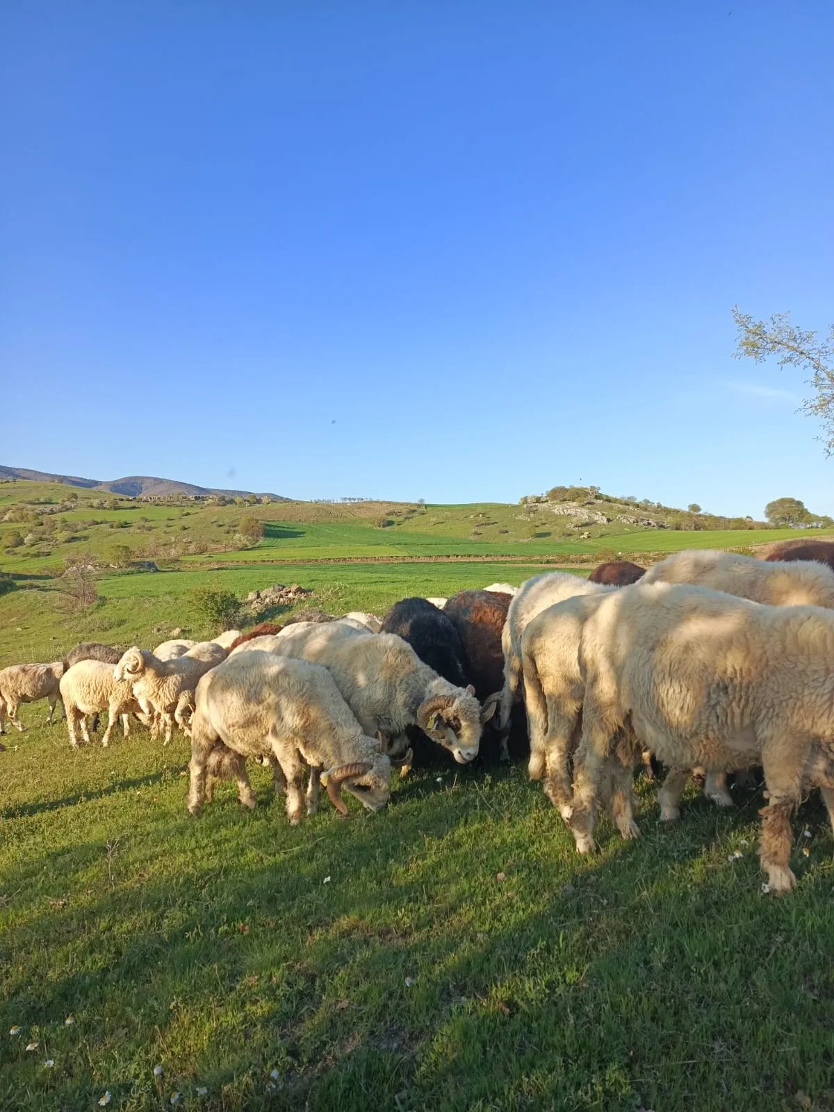 Kurbanlık koçlar
