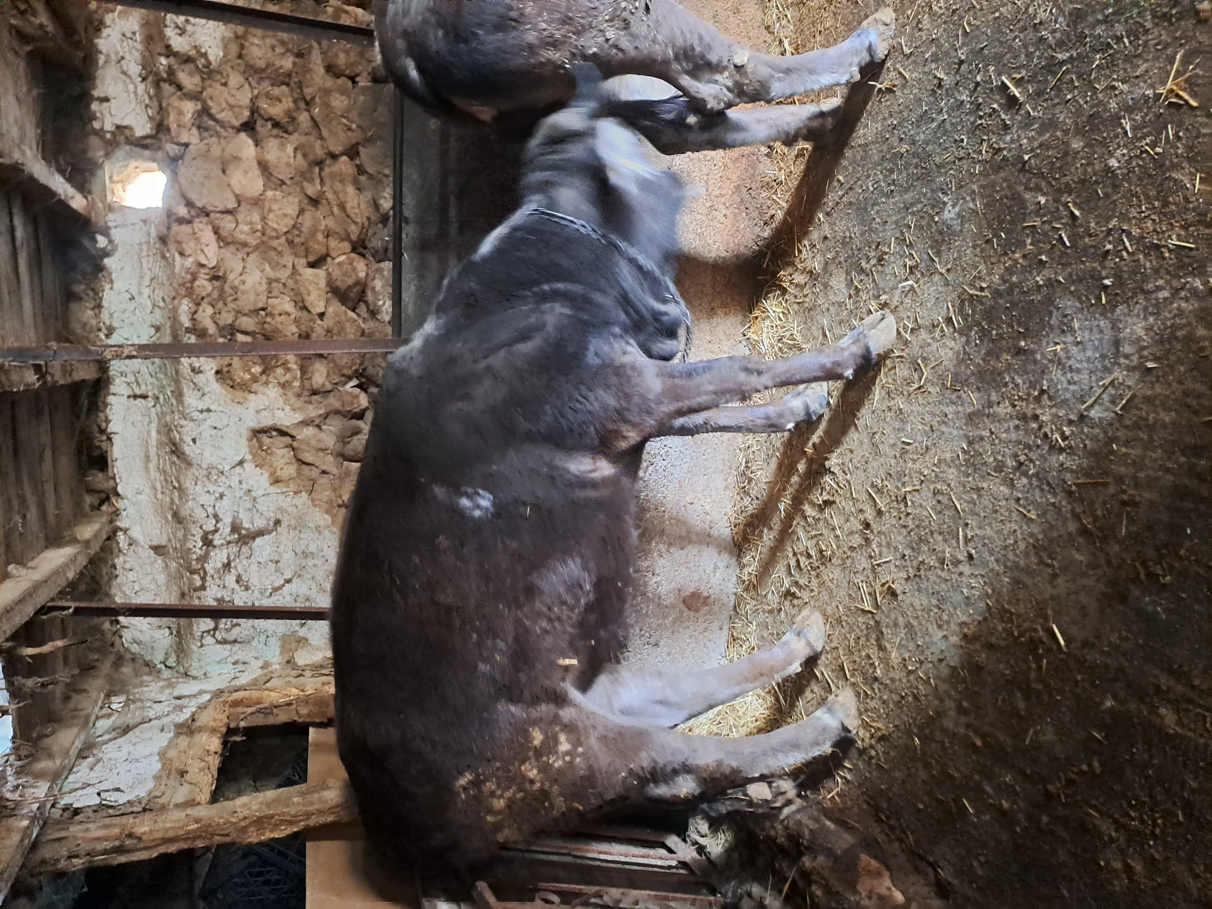 Kurbanlık ham düve