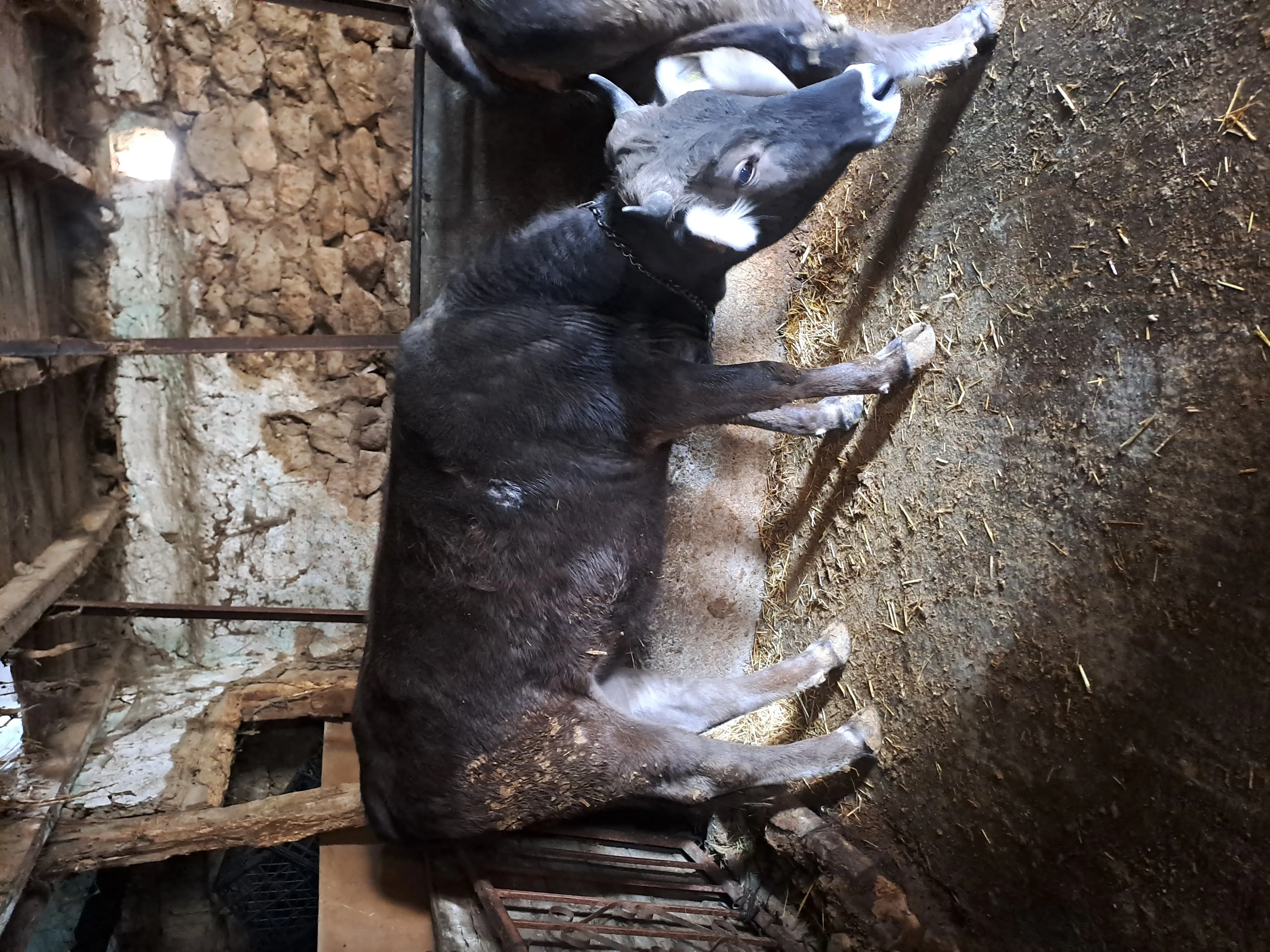 Kurbanlık ham düve
