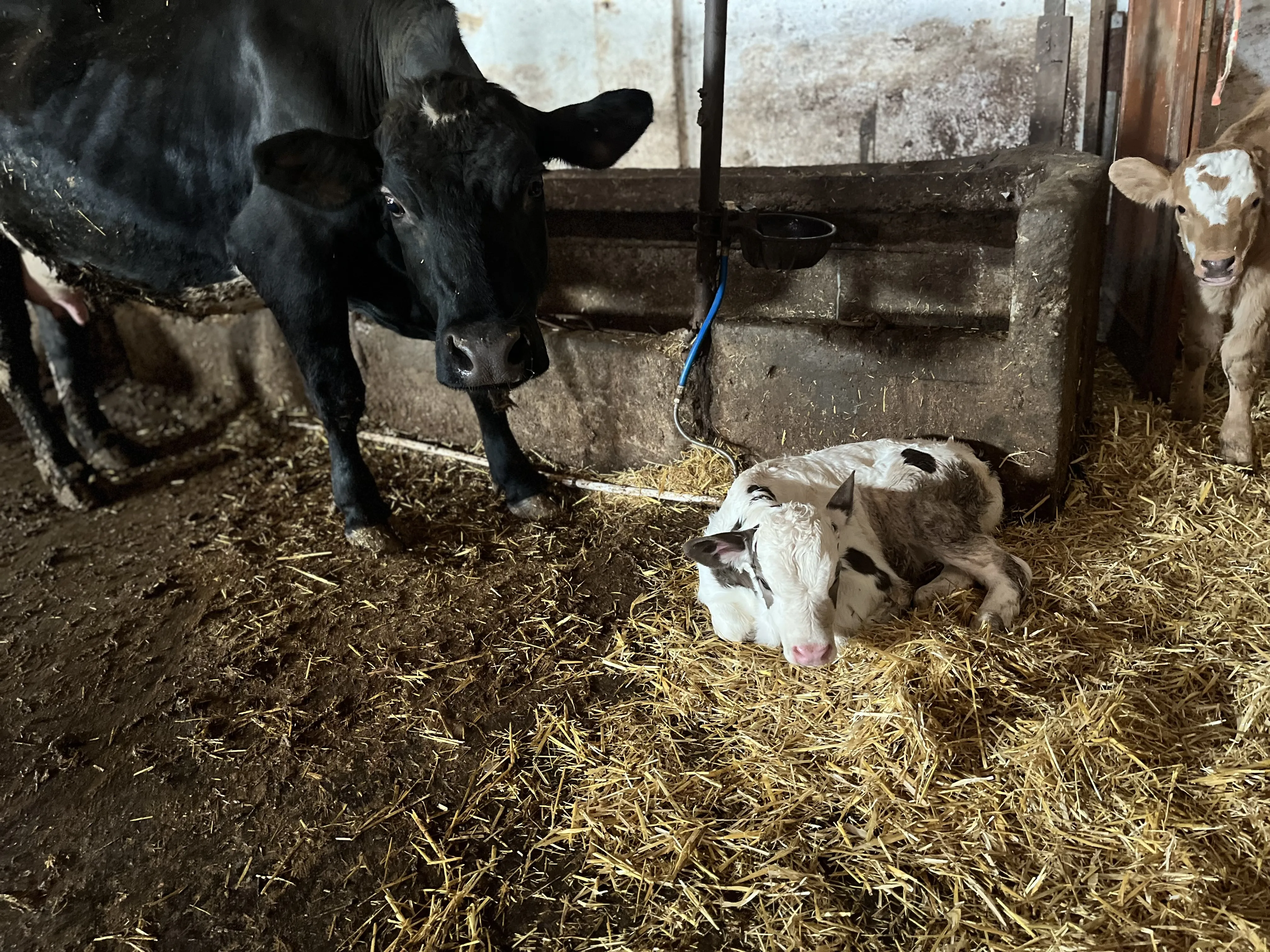 İlk Doğurum Buzalı Angus