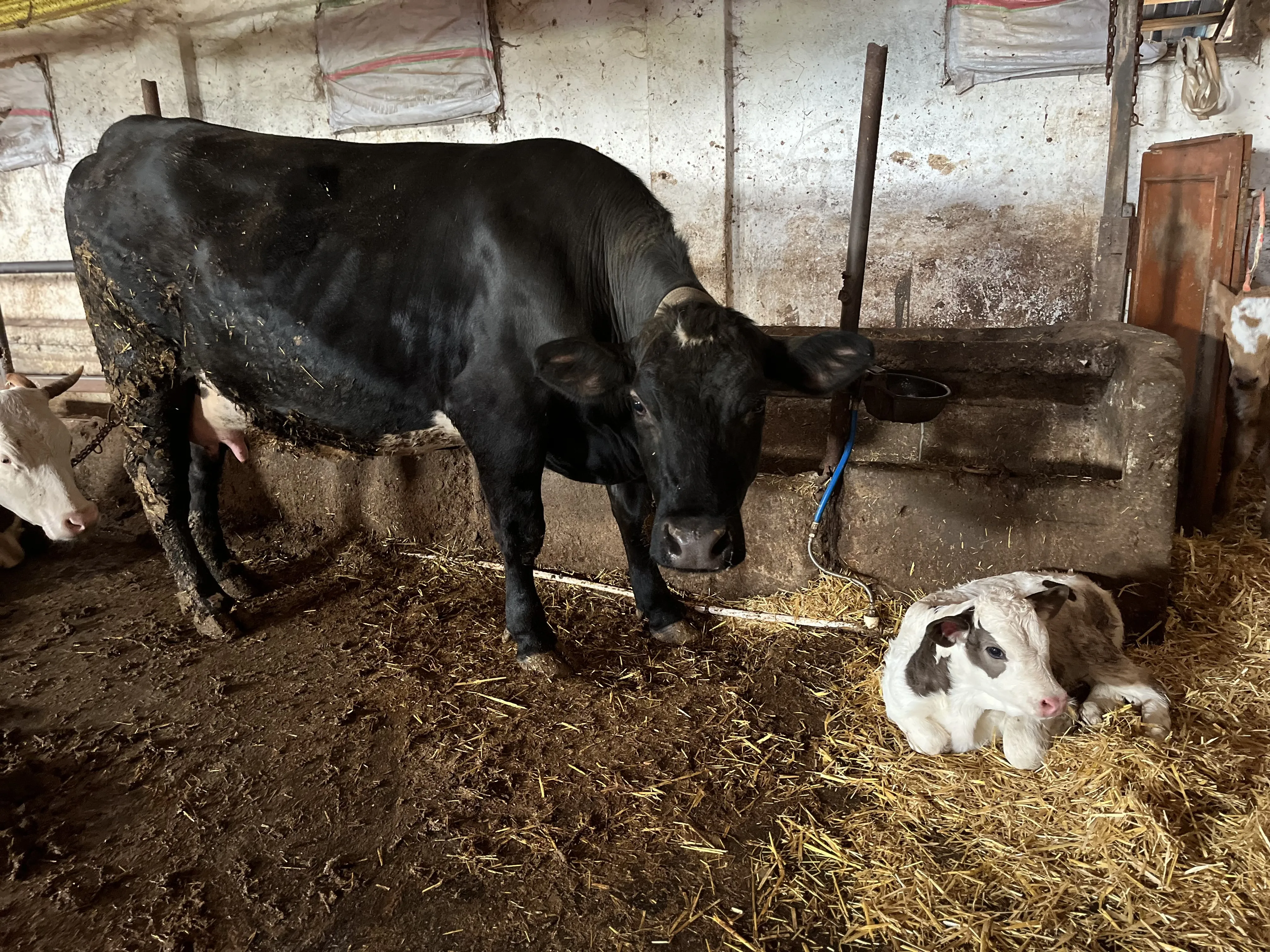 İlk Doğurum Buzalı Angus