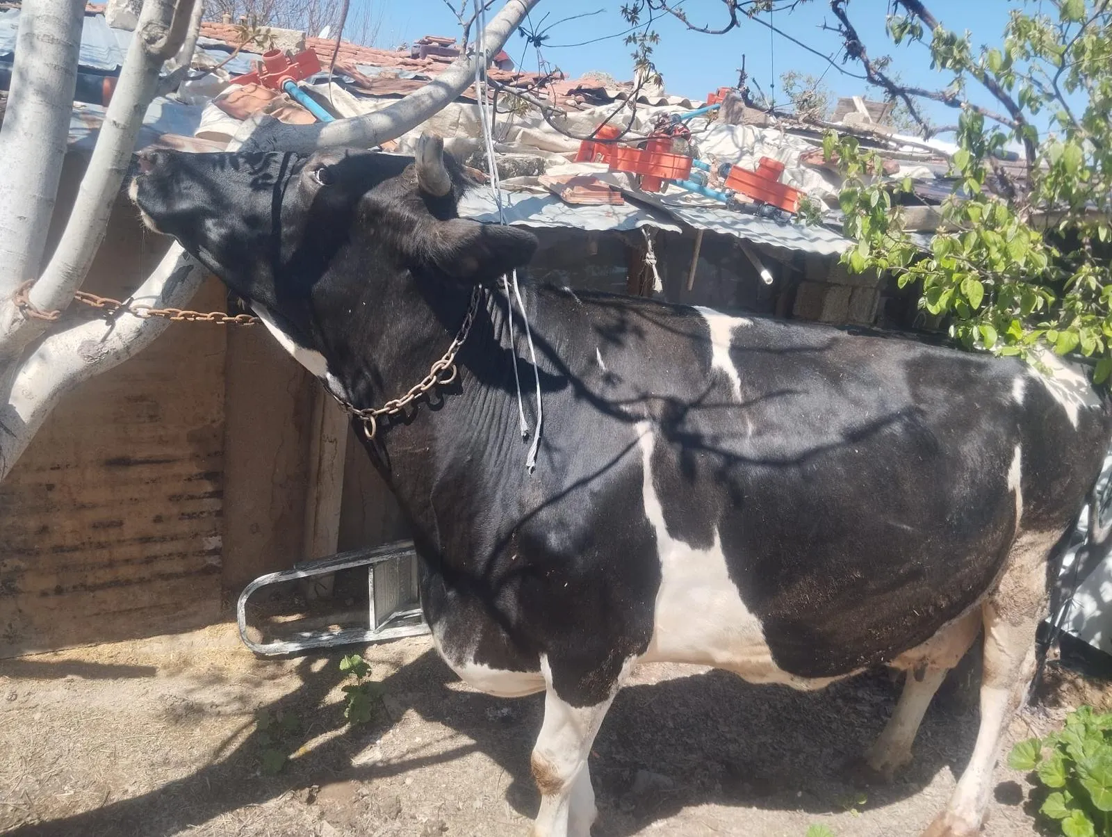 Besi inekleri