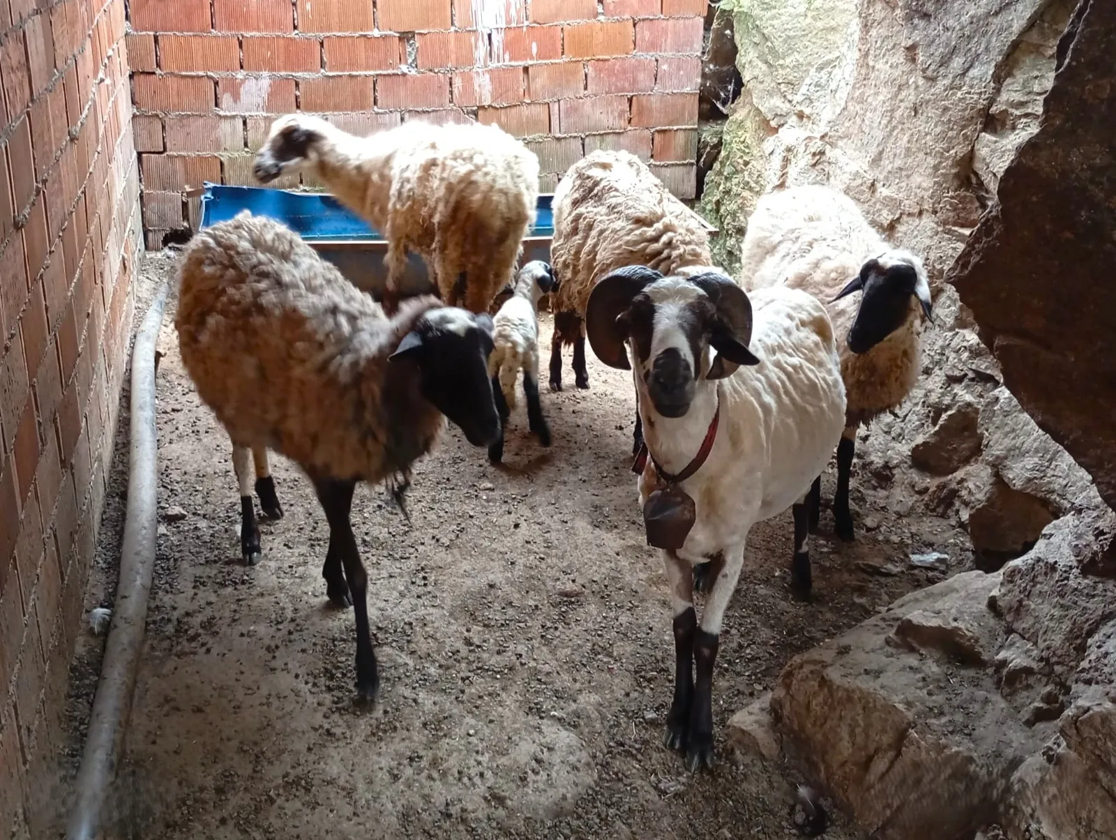 Safkan Sakız | Damızlık Kuzulu