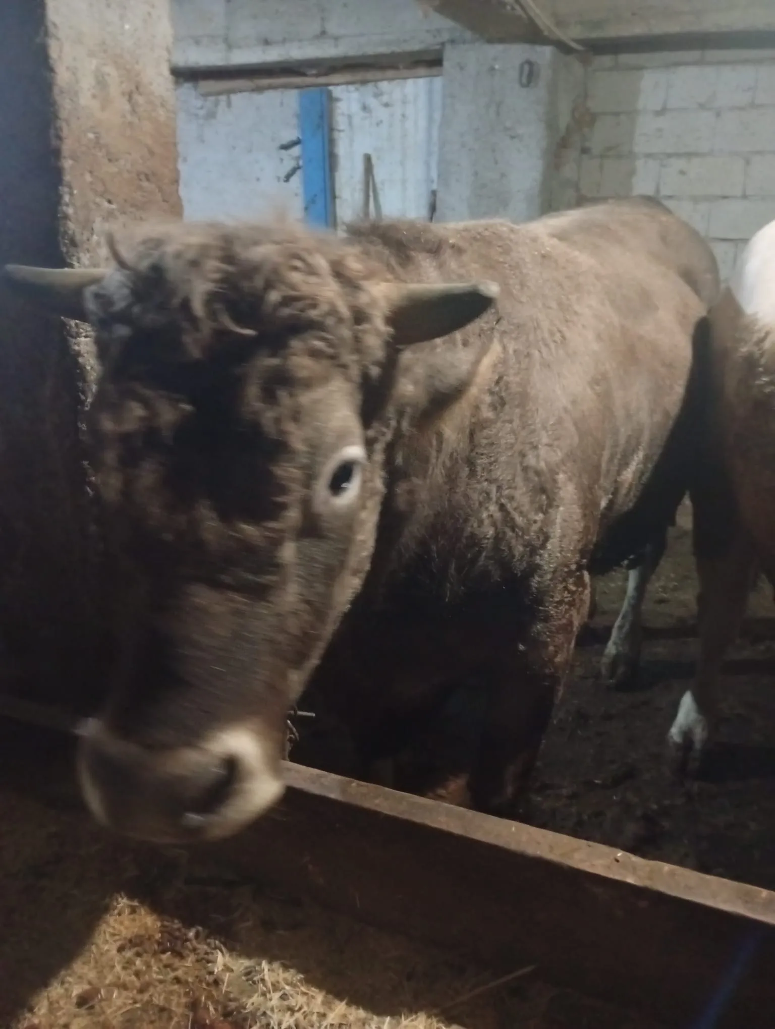 Kurbanlık 750kg tosun
