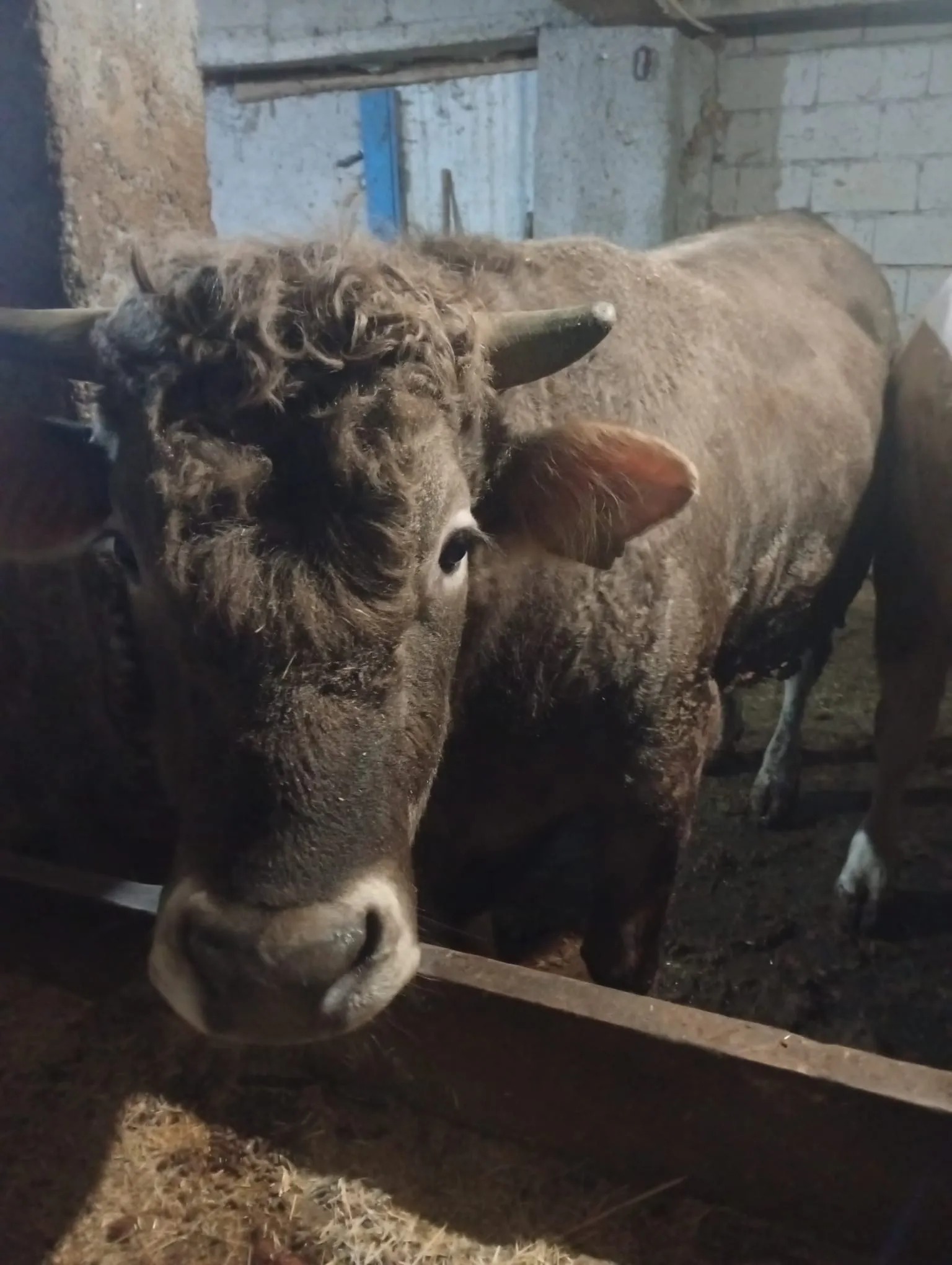 Kurbanlık 750kg tosun