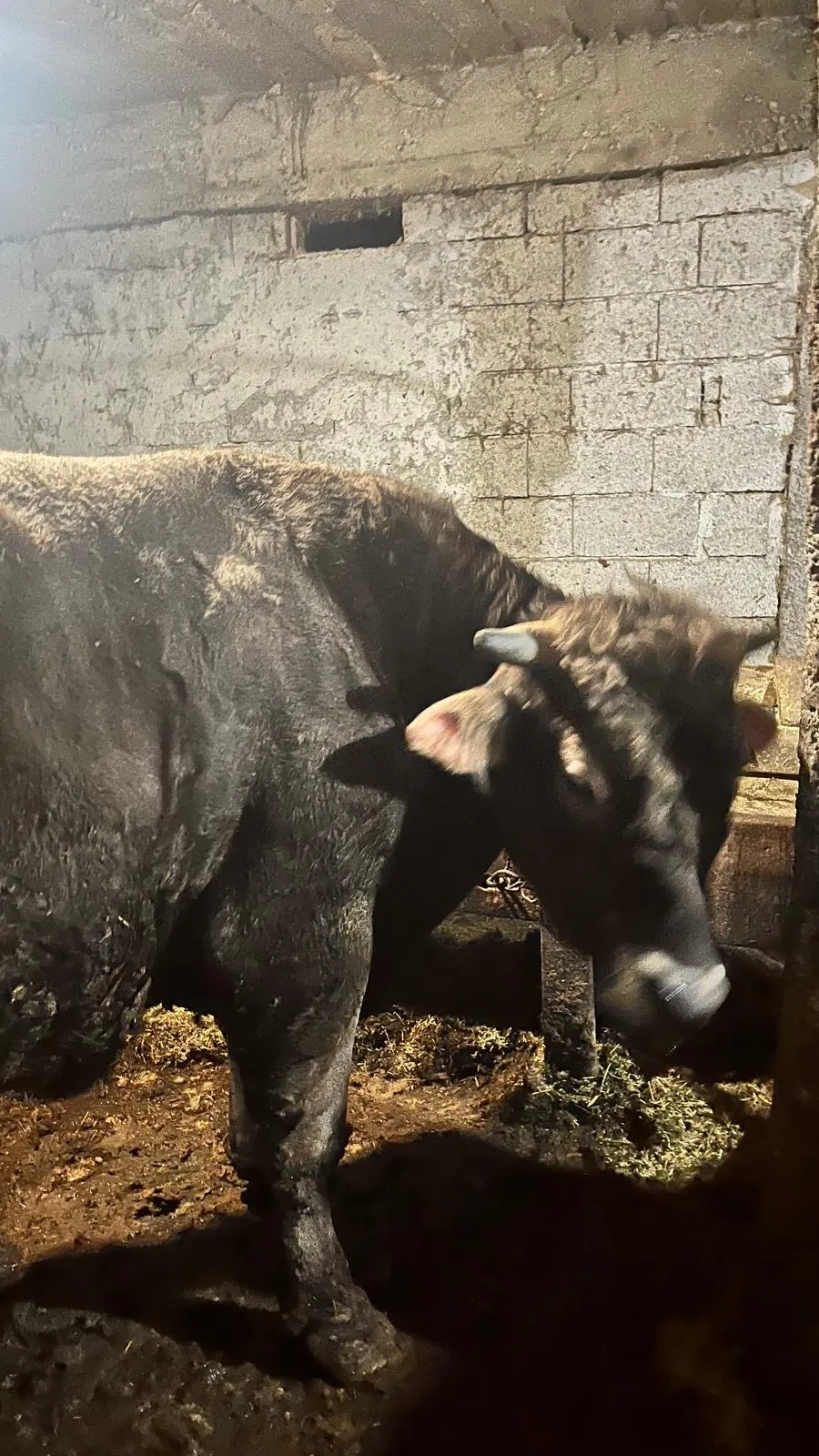 Kurbanlık 750kg tosun