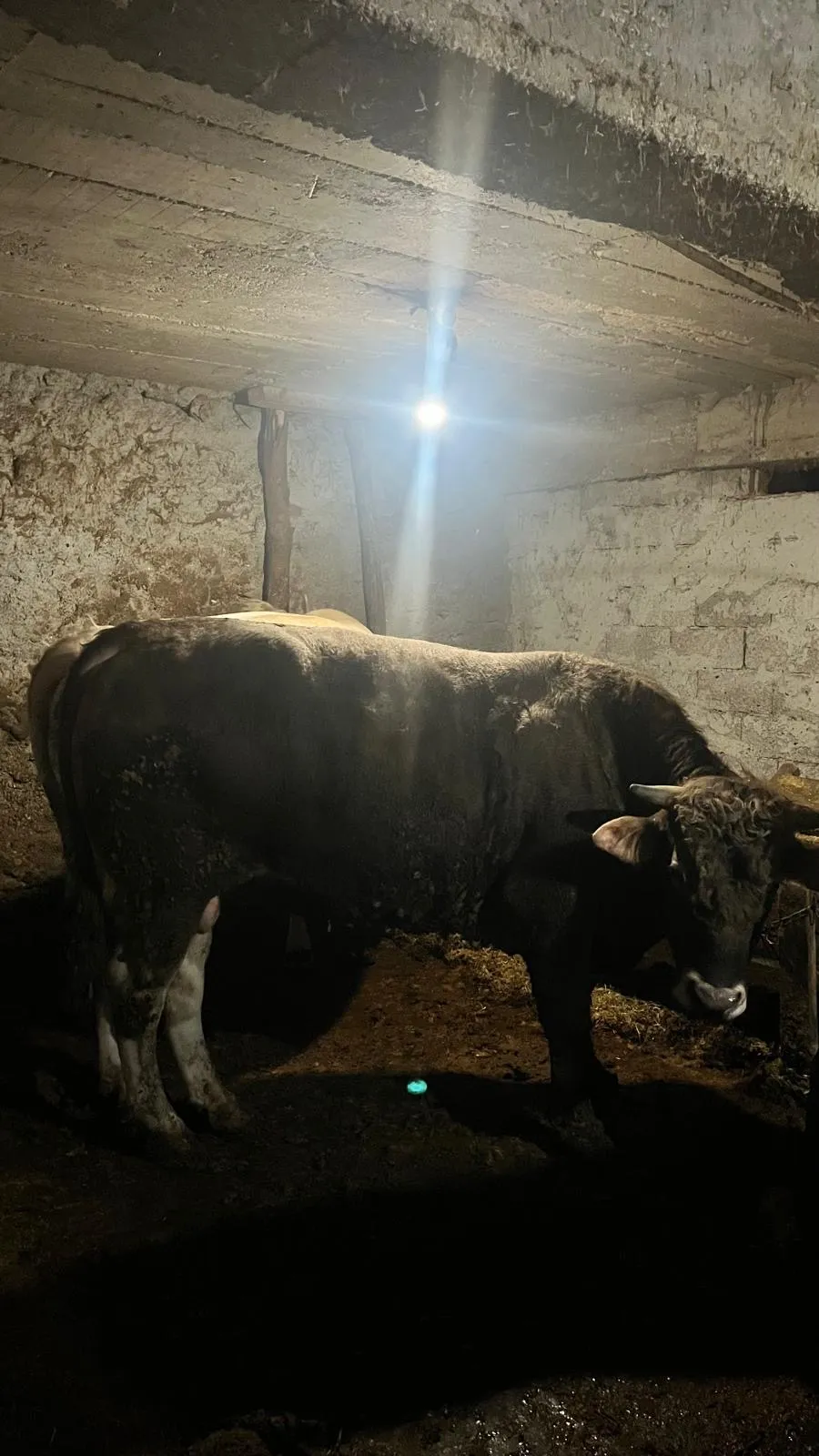 Kurbanlık 750kg tosun