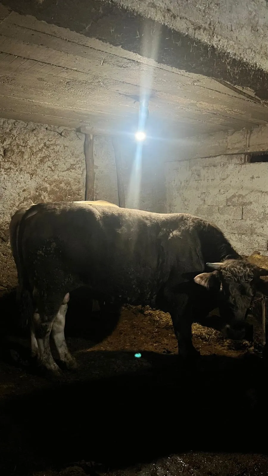 Kurbanlık 750kg tosun