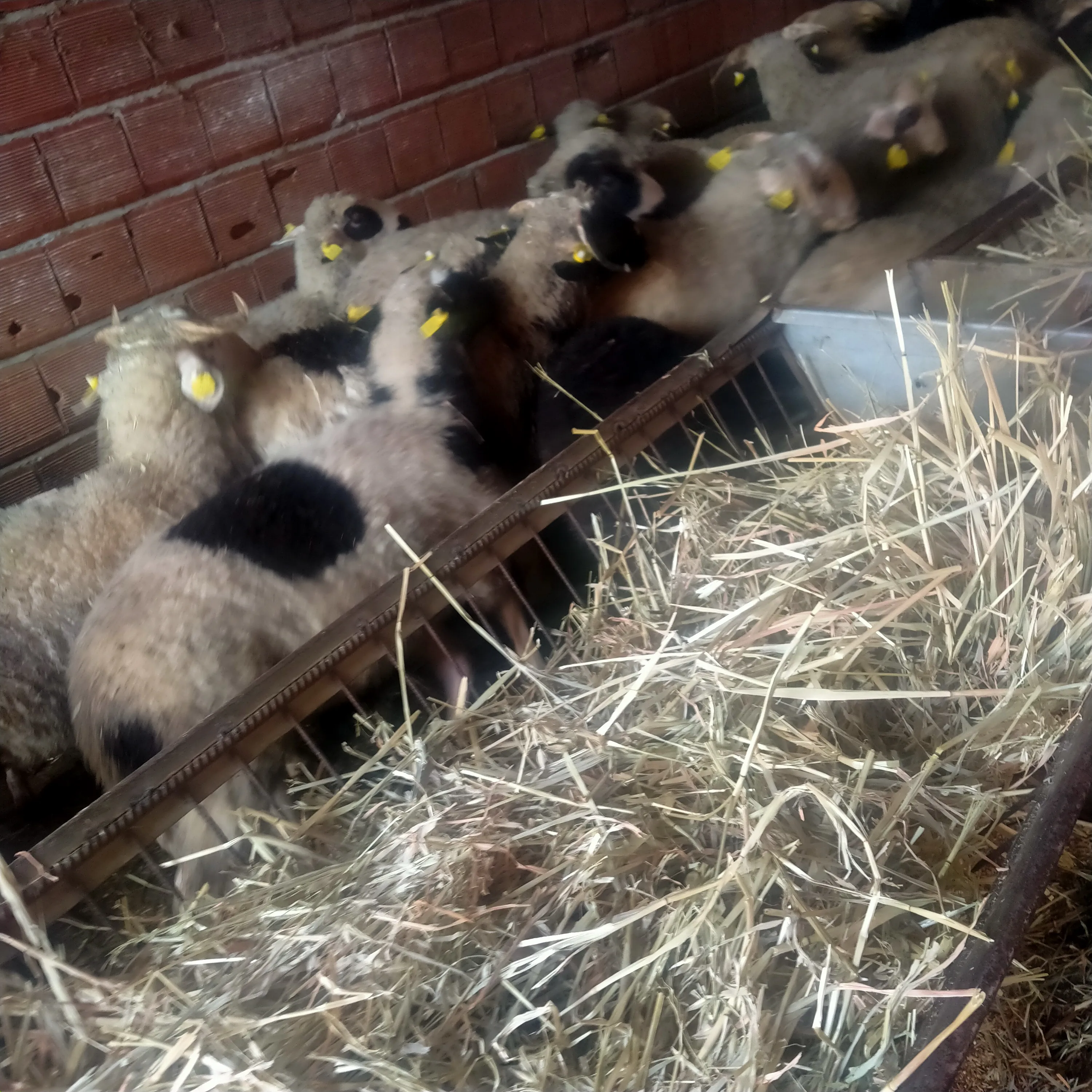 Kastamonu Taşköprü Merinos  ırkı