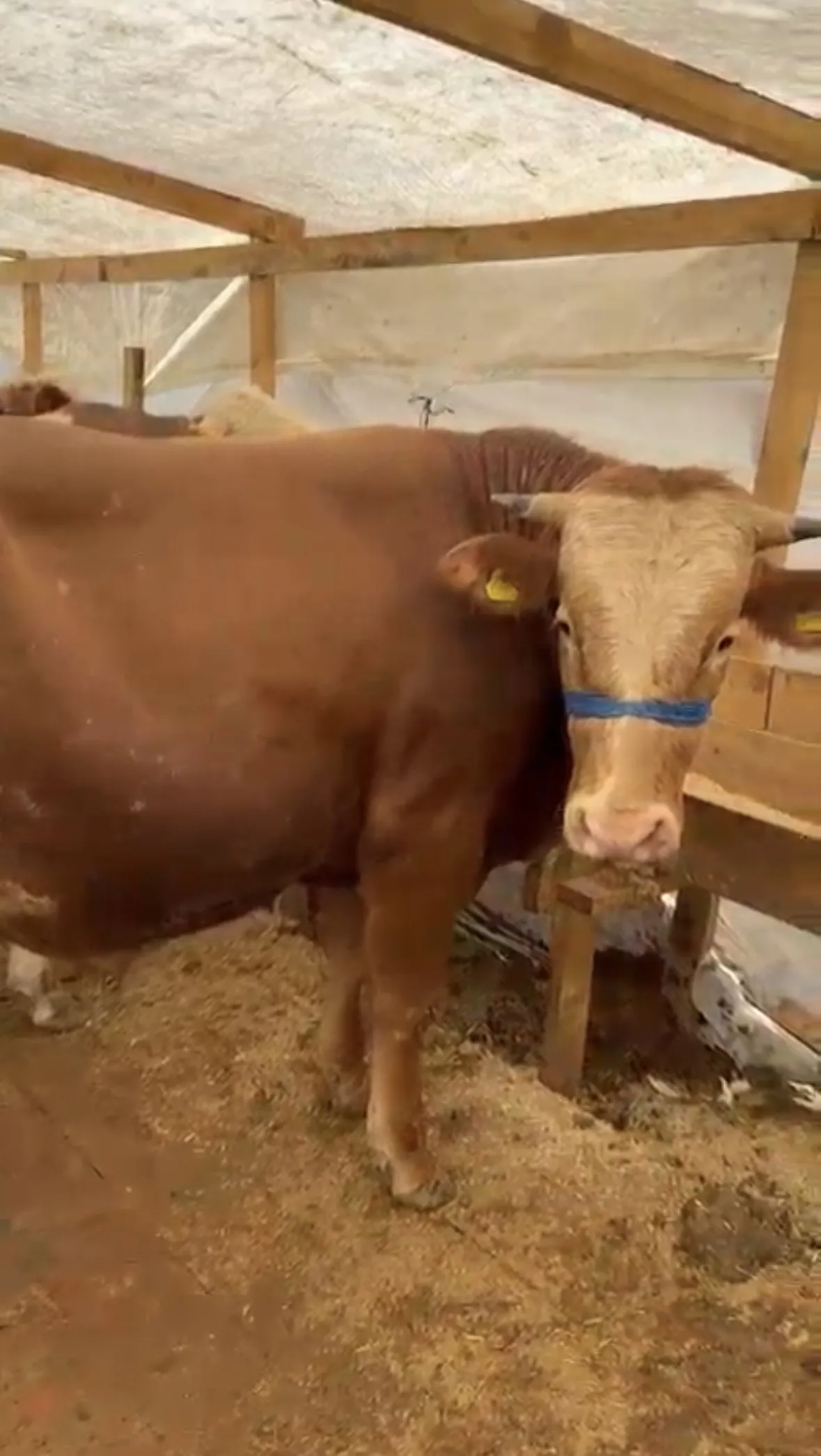 700 KG Tosun