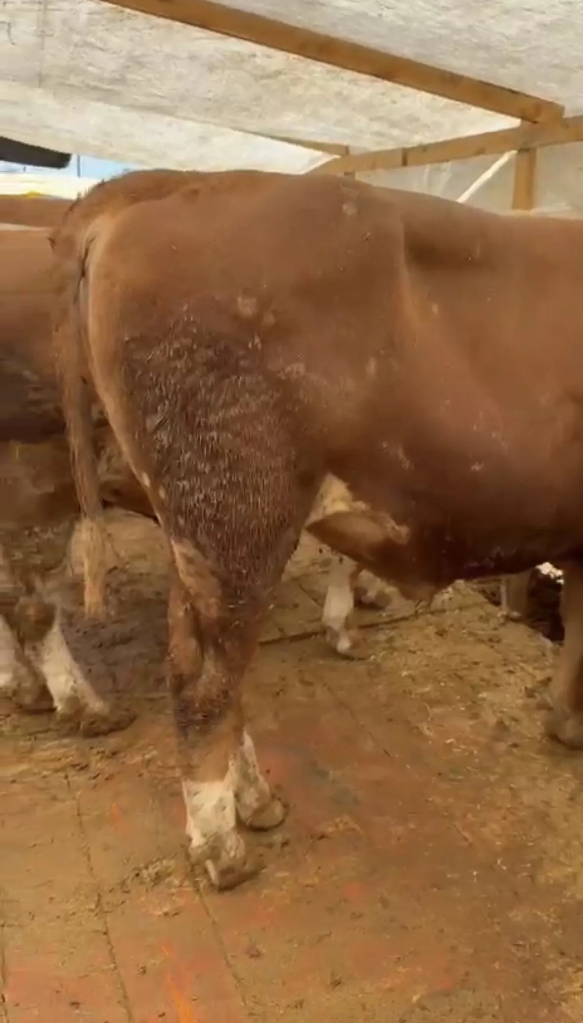 700 KG Tosun