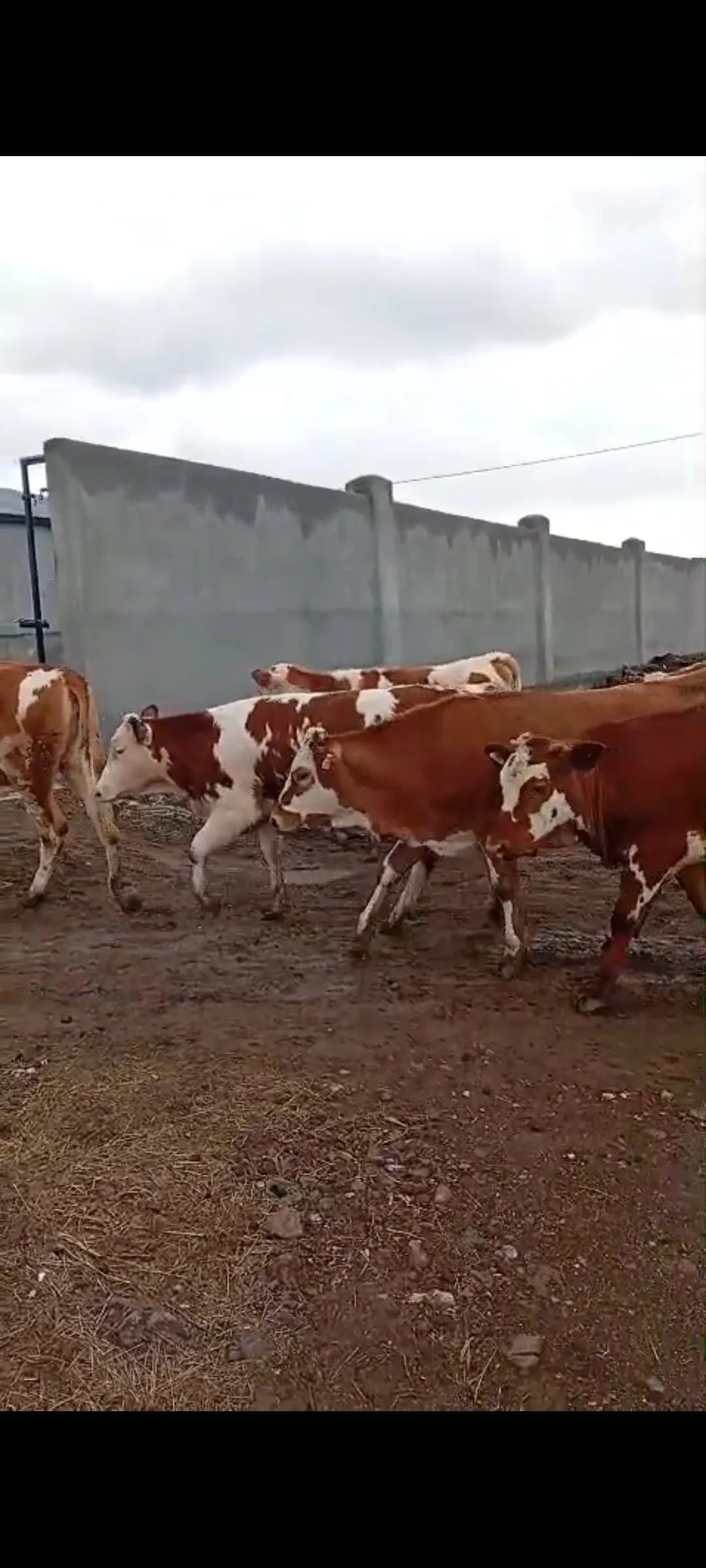 Satılık boğa altı düveler 35 adet isterseniz yardımcı olmaya hazırız