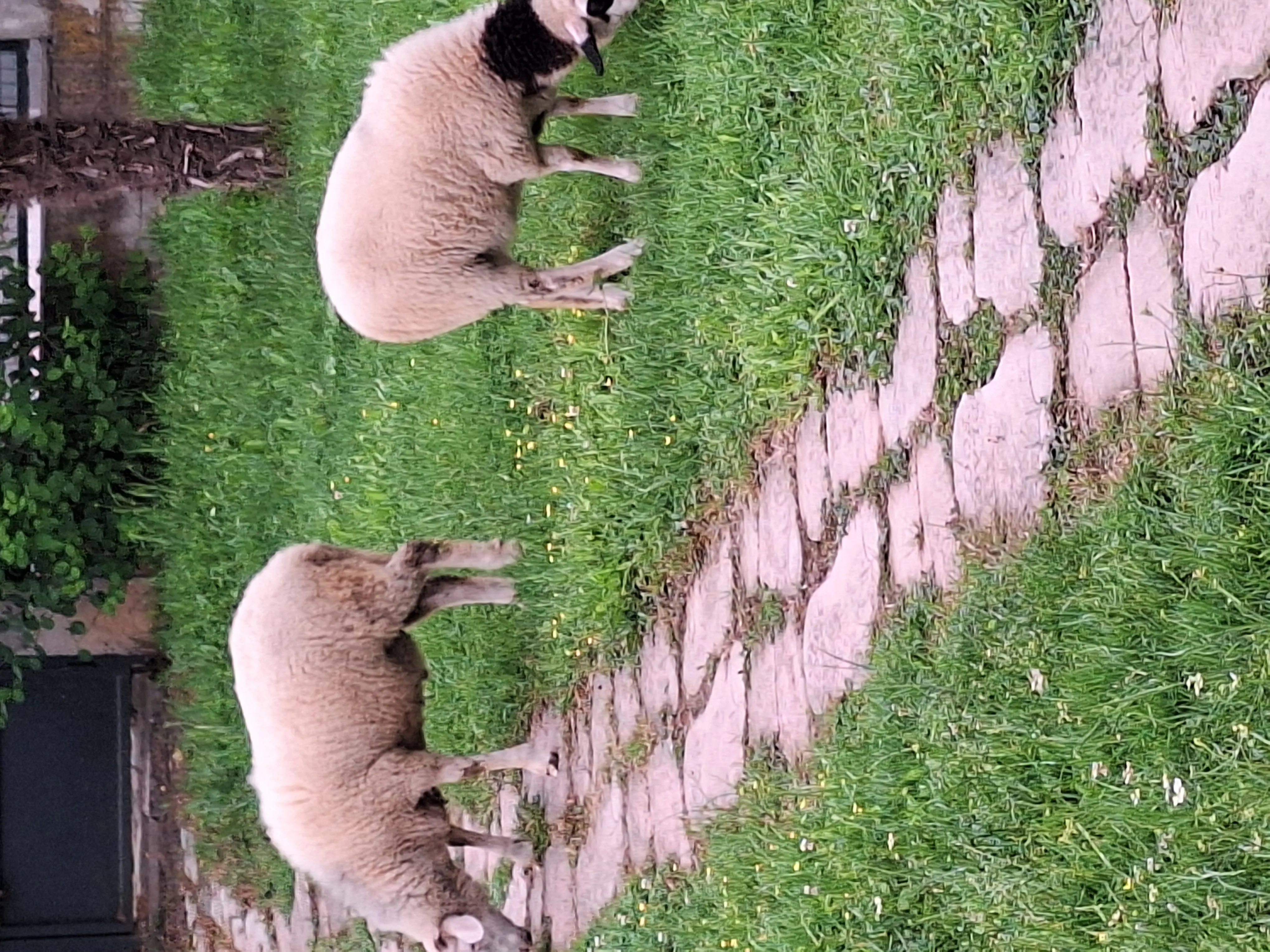 Merinos kuzular