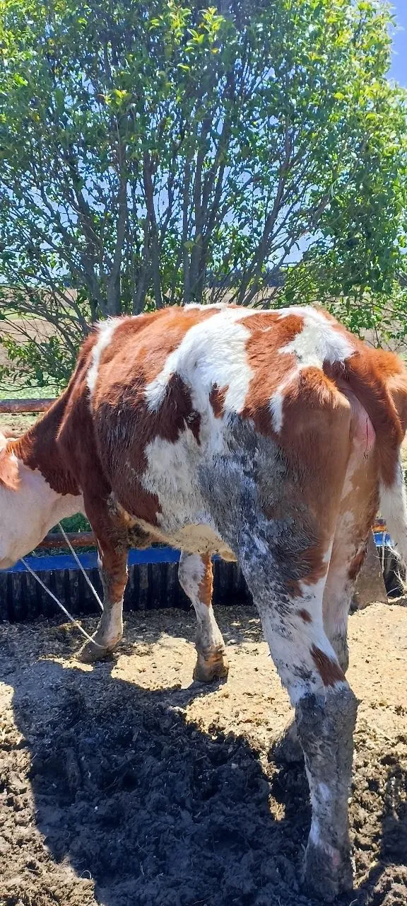 Buzağılı Simental İnekler