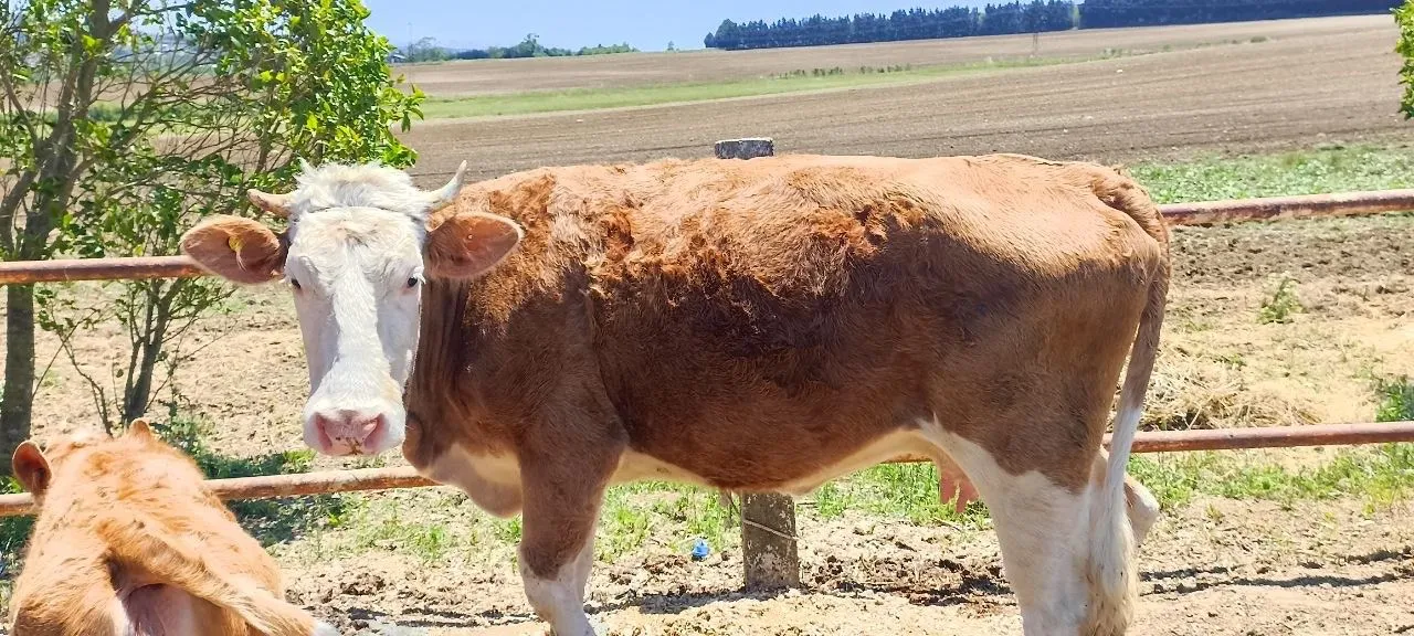 Buzağılı Simental İnekler