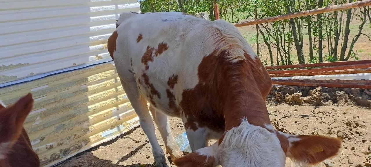 Buzağılı Simental İnekler