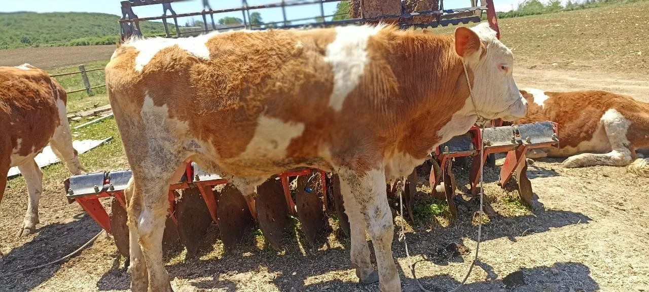 Buzağılı Simental İnekler