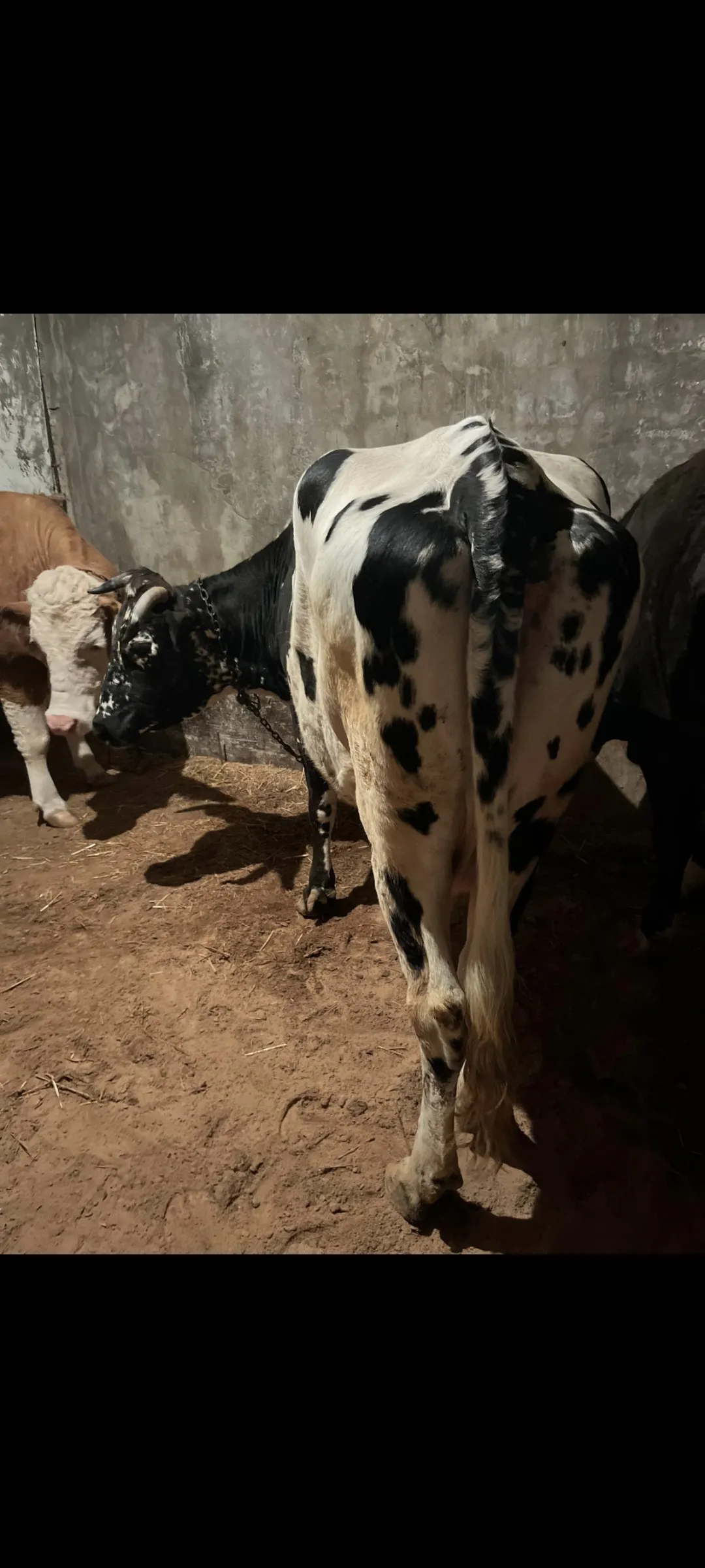 4 yaş holstein kırması