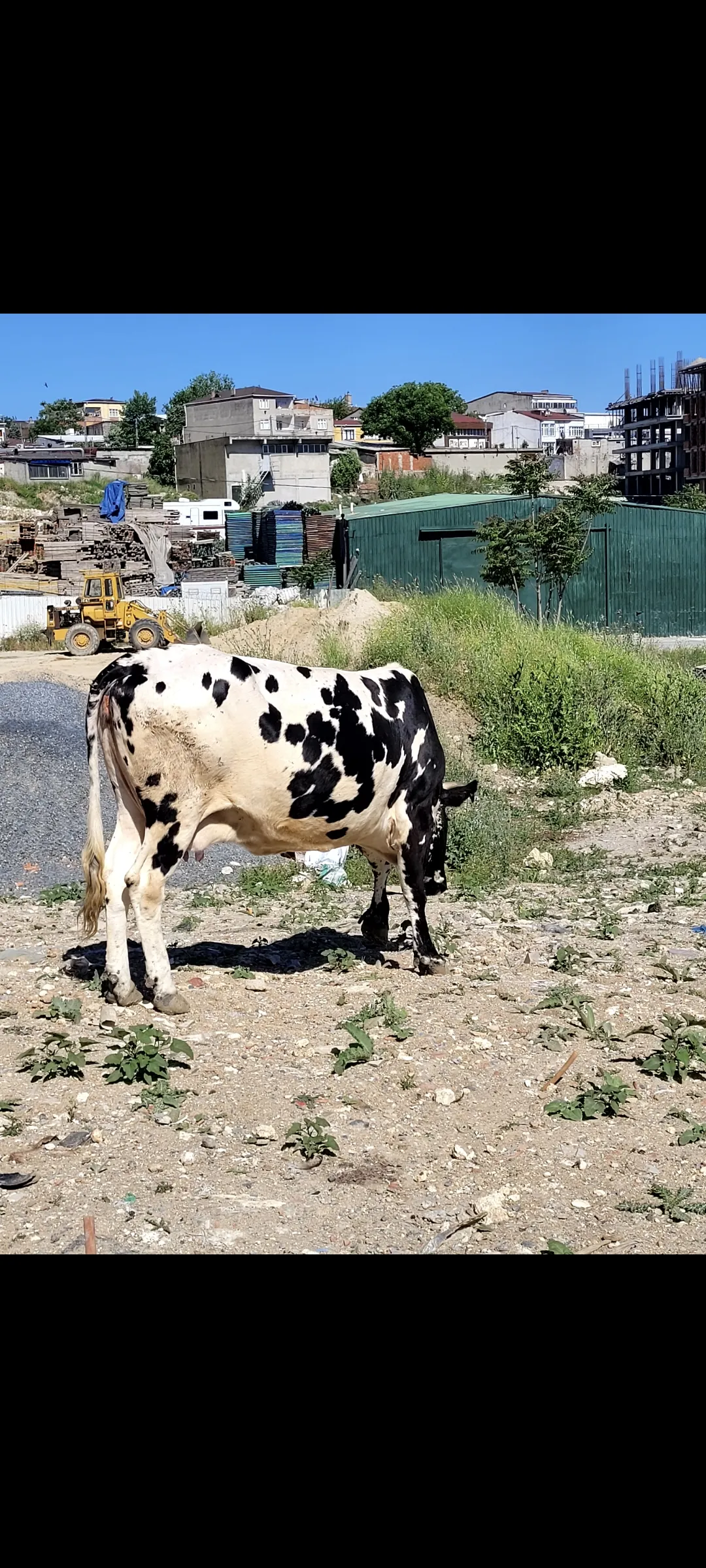 4 yaş holstein kırması