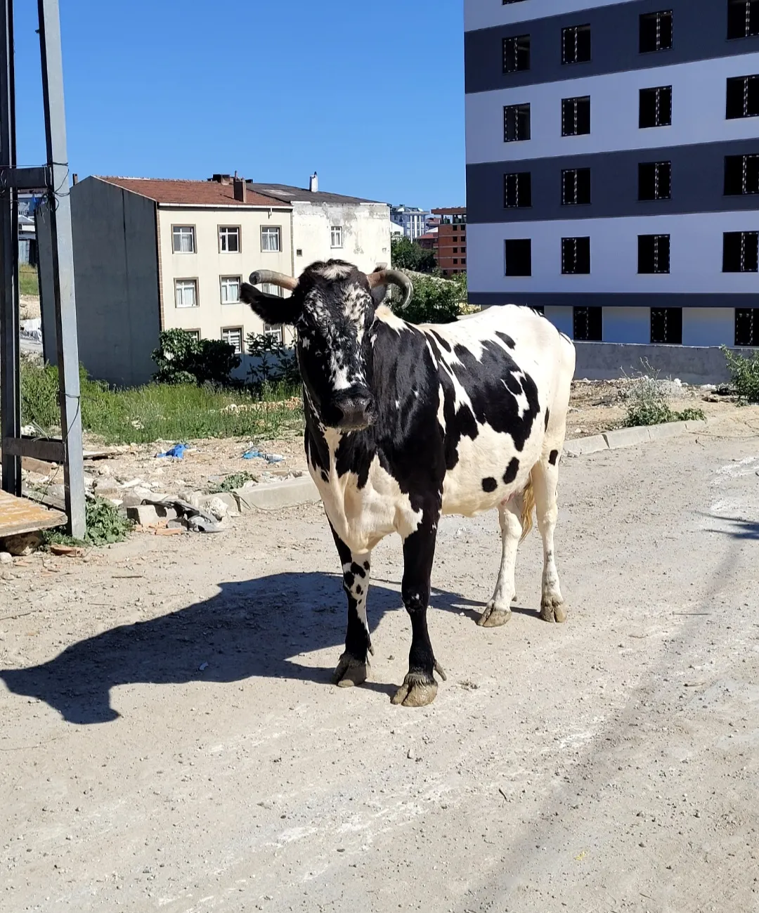 4 yaş holstein kırması