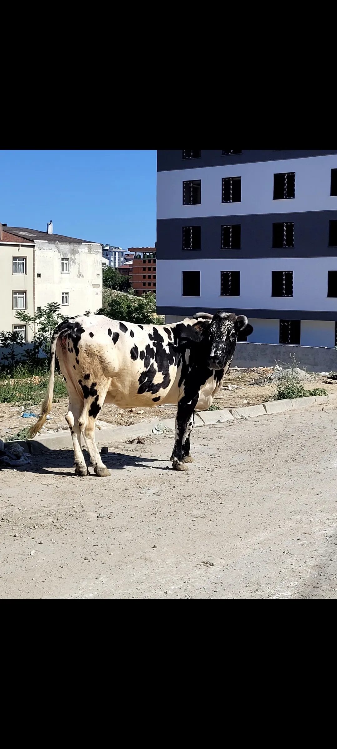 4 yaş holstein kırması