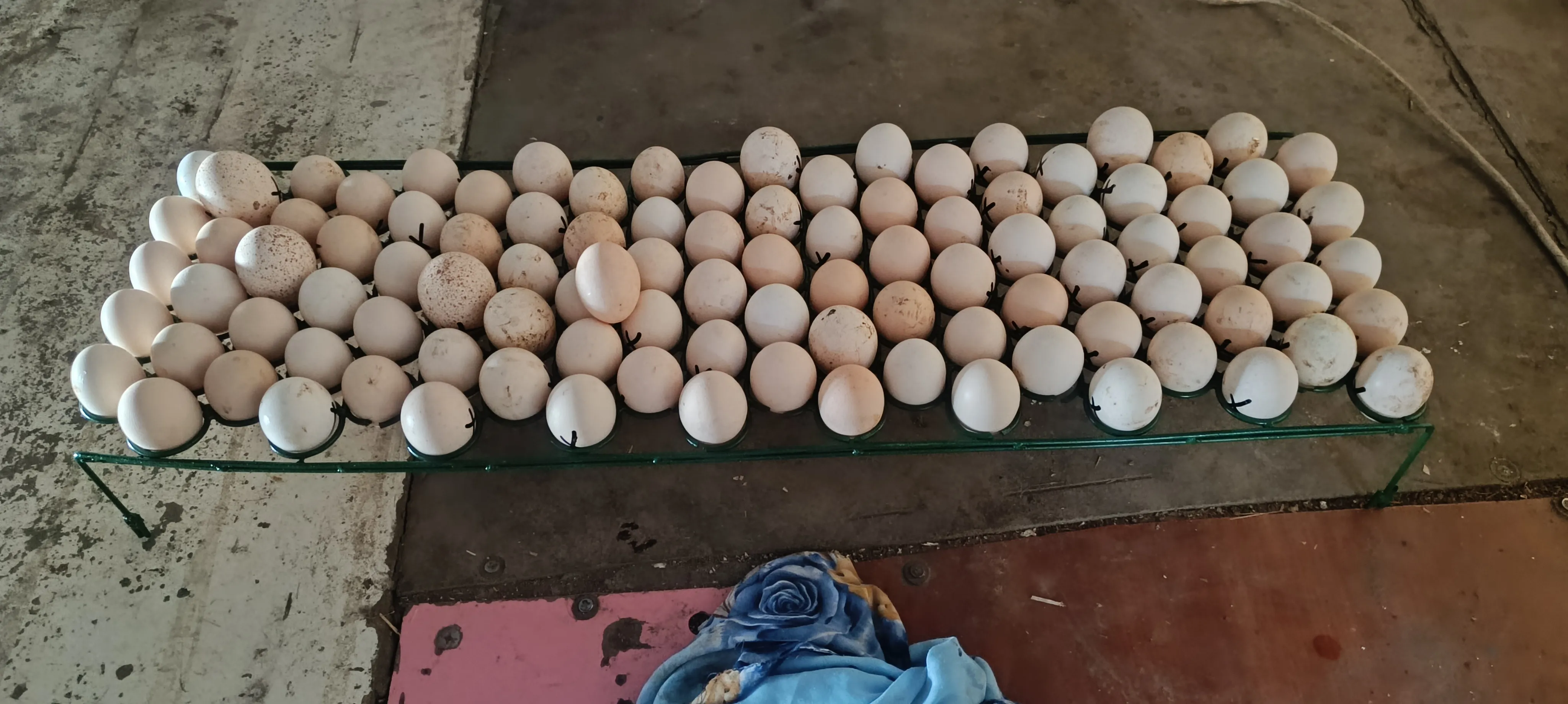 300 yumurtalık kuluçka makinesi