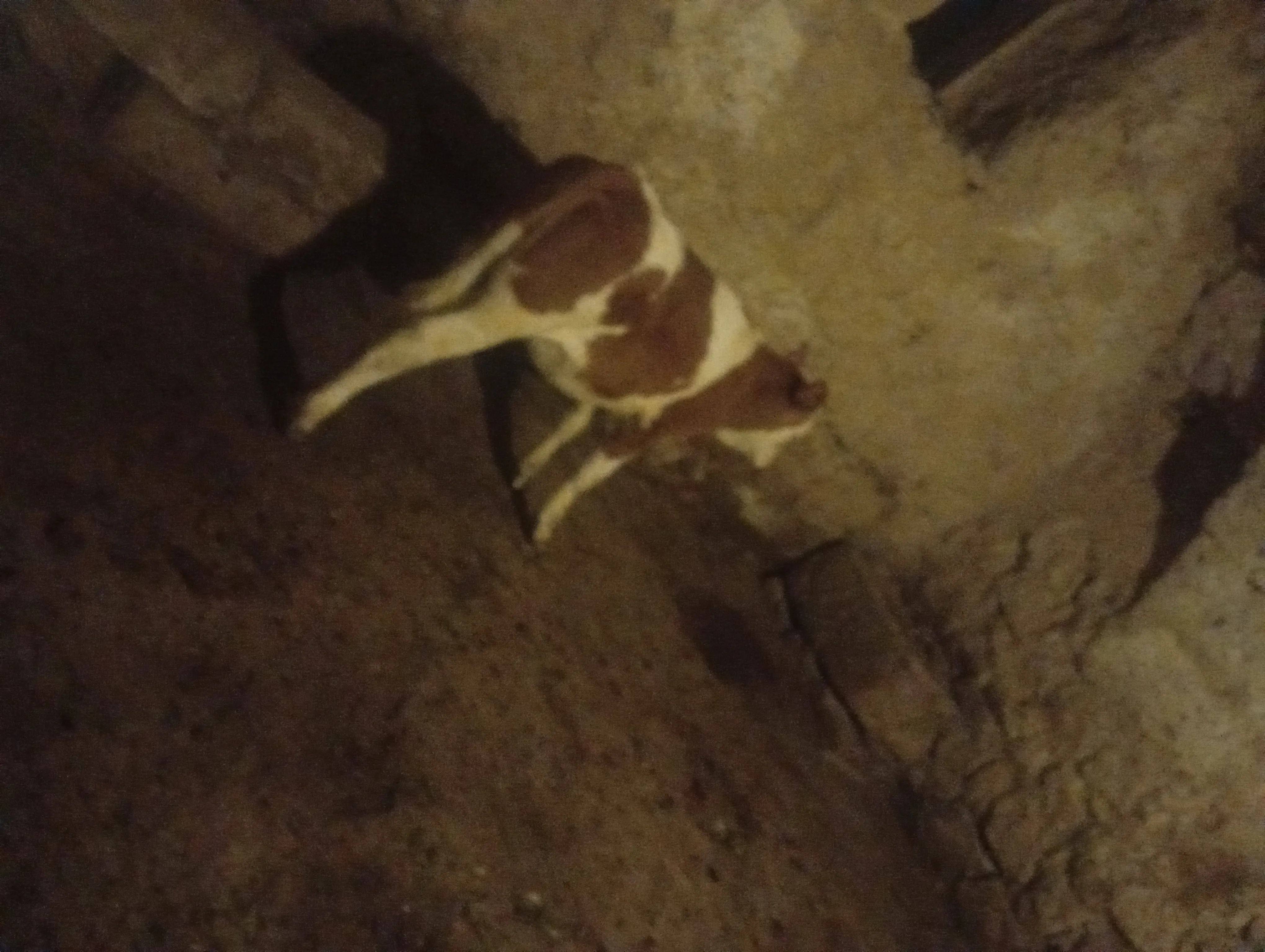 4 aylık Simental dana