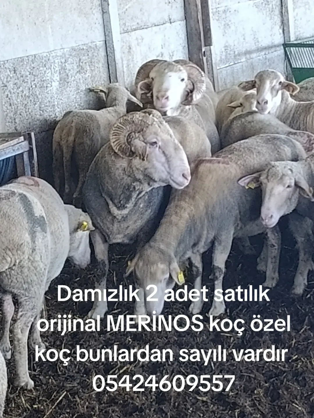 Merinos koç