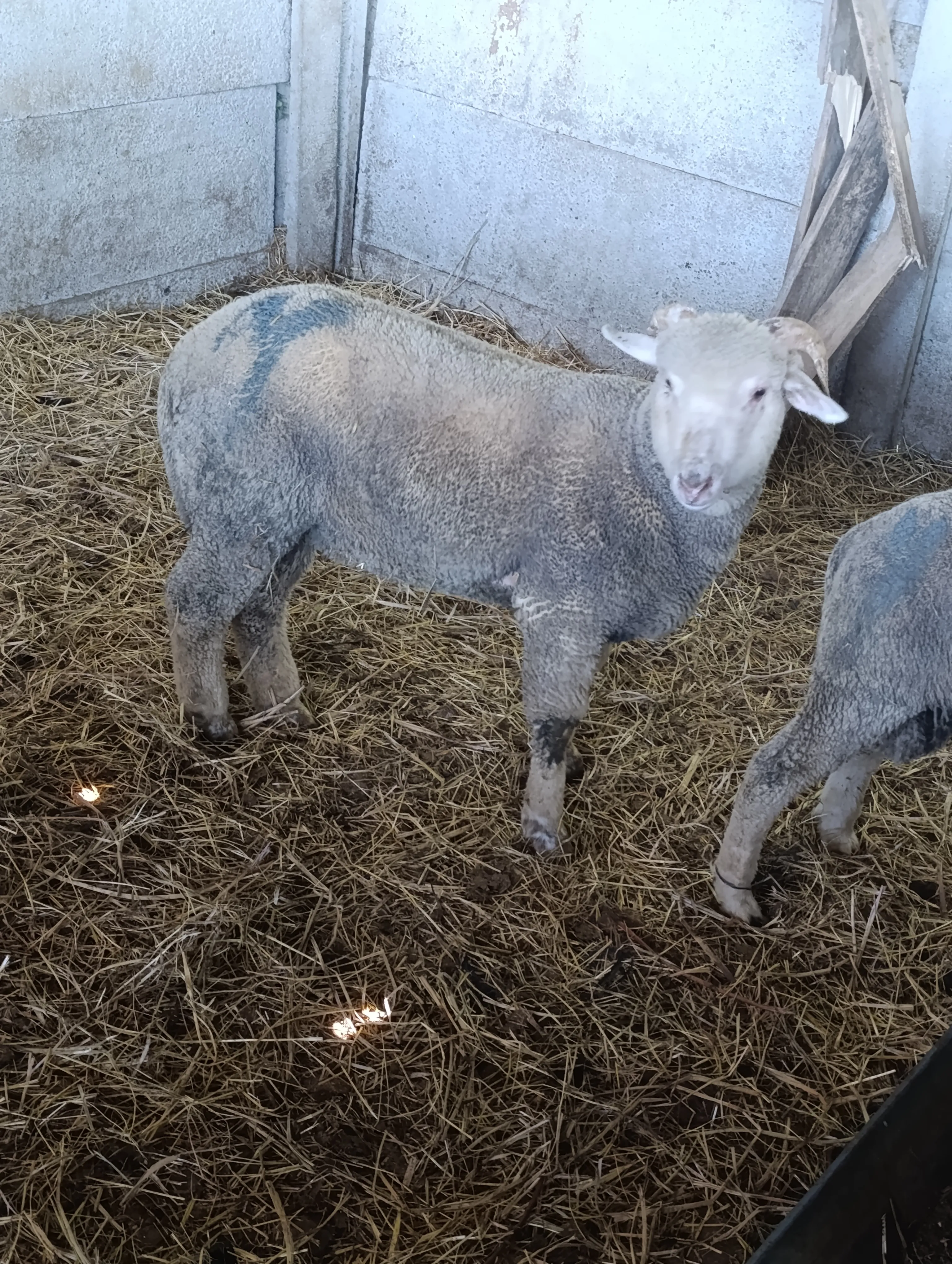 Merinos 4-4.5 aylık kuzular