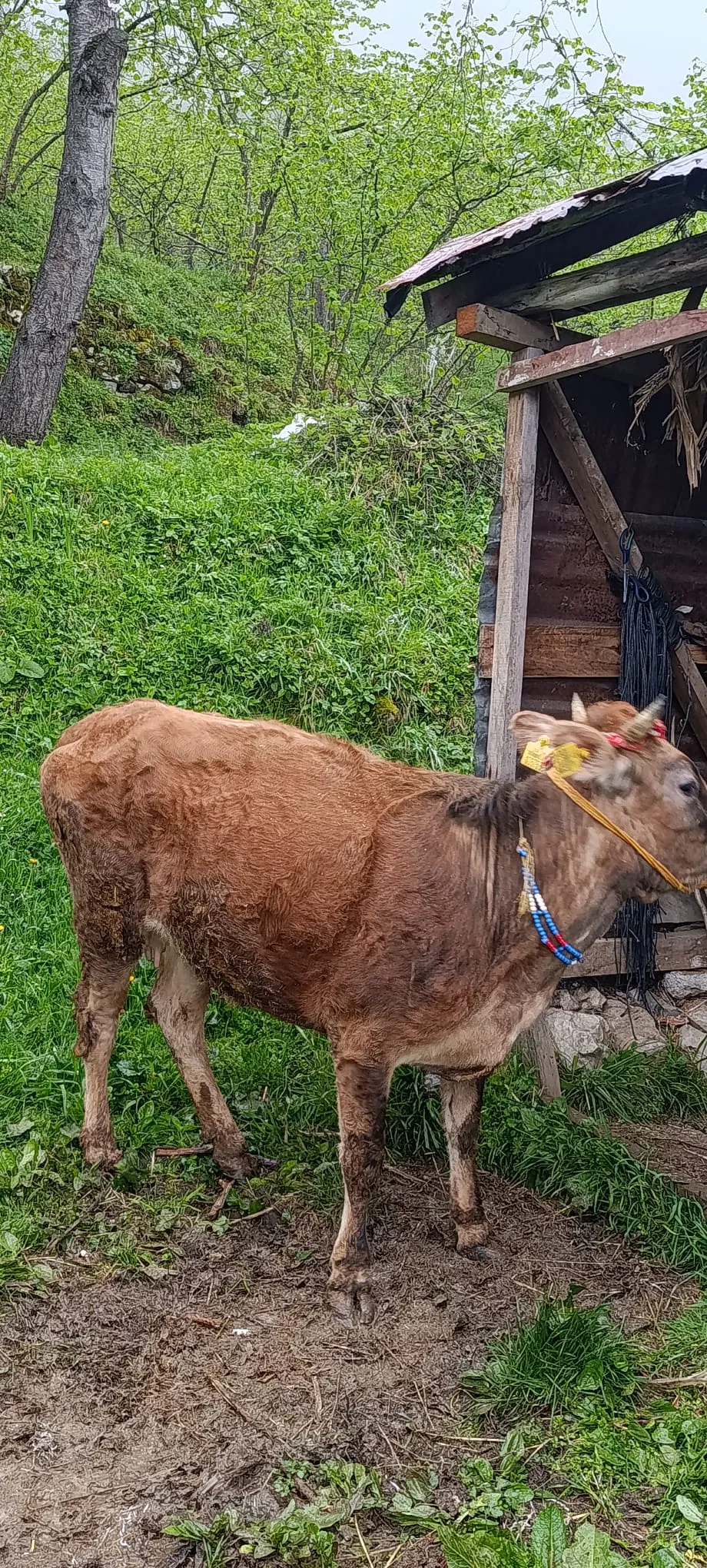 Jersey