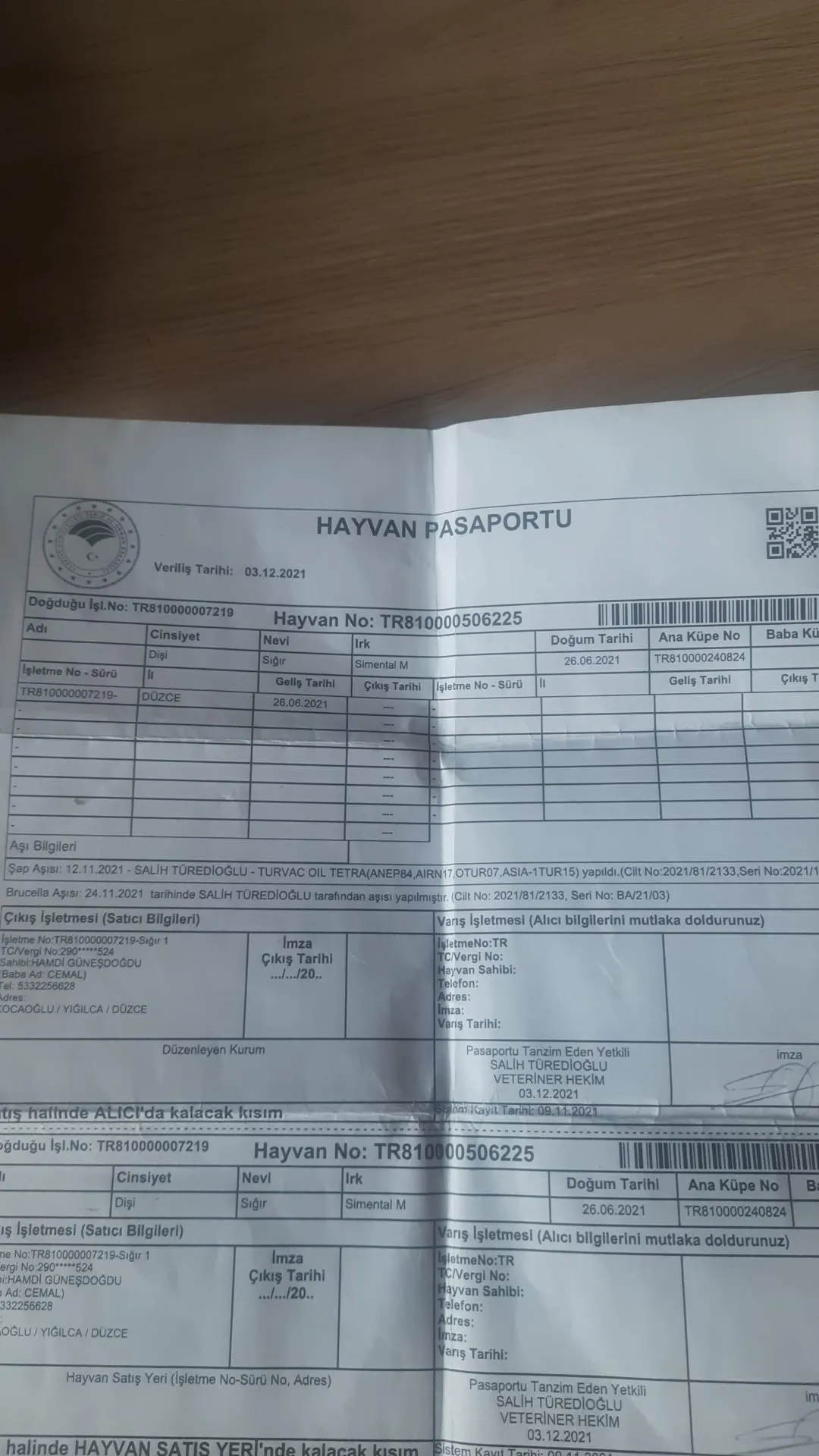 5 yaş Simental 6 aylık gebe inek