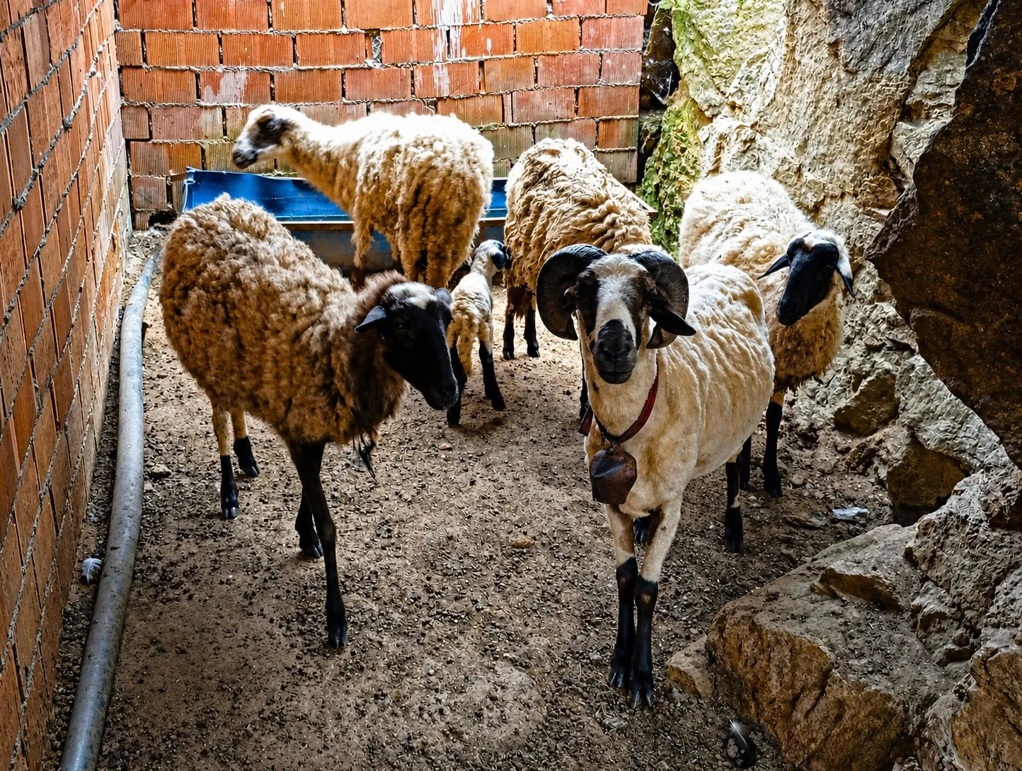 3 Koyun + 1 Koç + Safkan Sakız Kuzu | Genç Sağlıklı ve Bakımlı